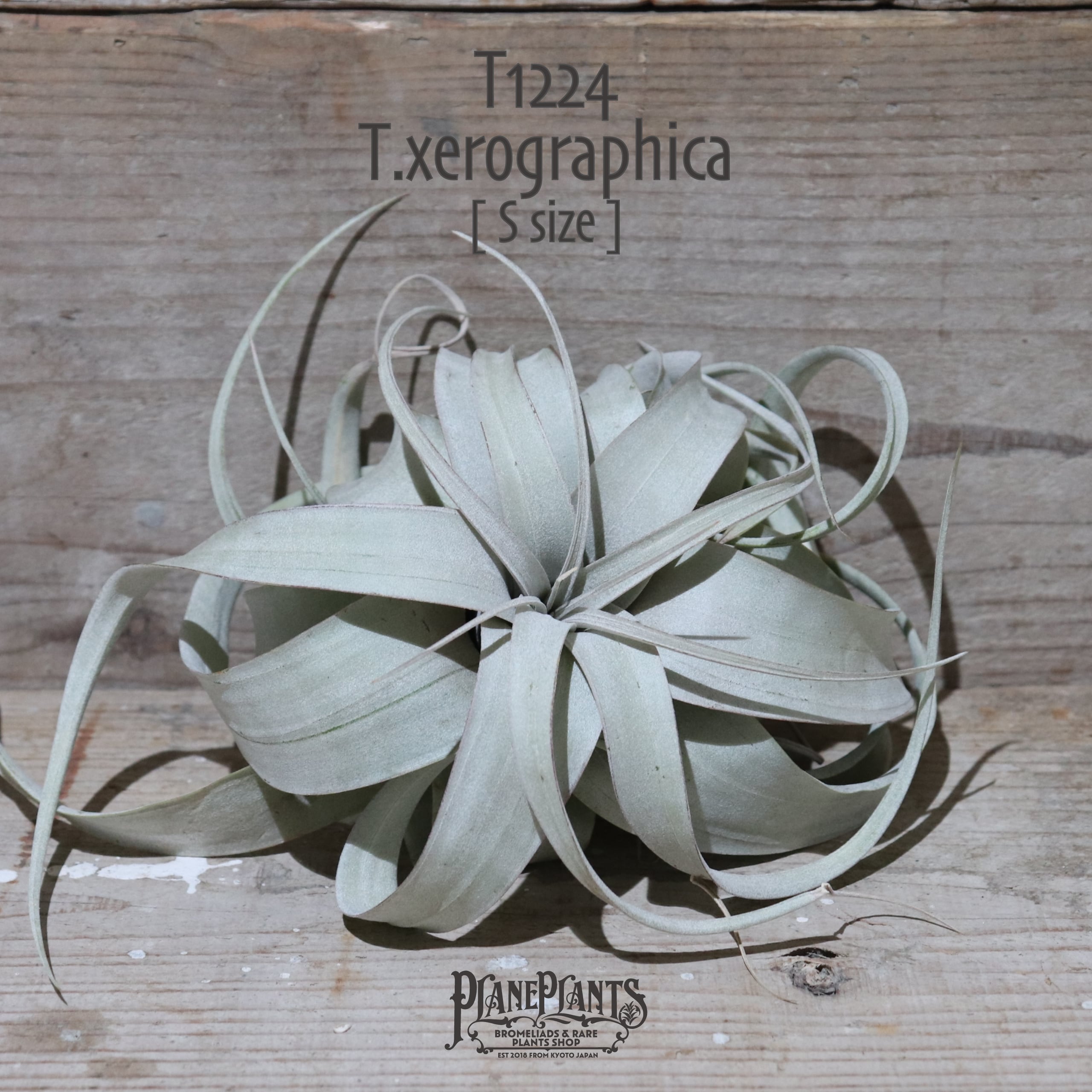 【送料無料】キセログラフィカ S 〔エアプランツ〕現品発送T1224