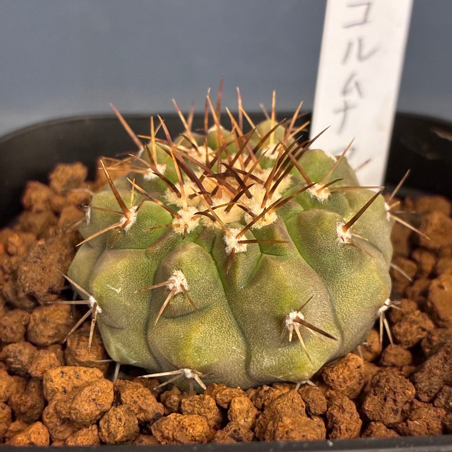 アカシアコンフサ 根皮 20g | PAY ID アカシアコンフサ 根皮 20g | PAY ID