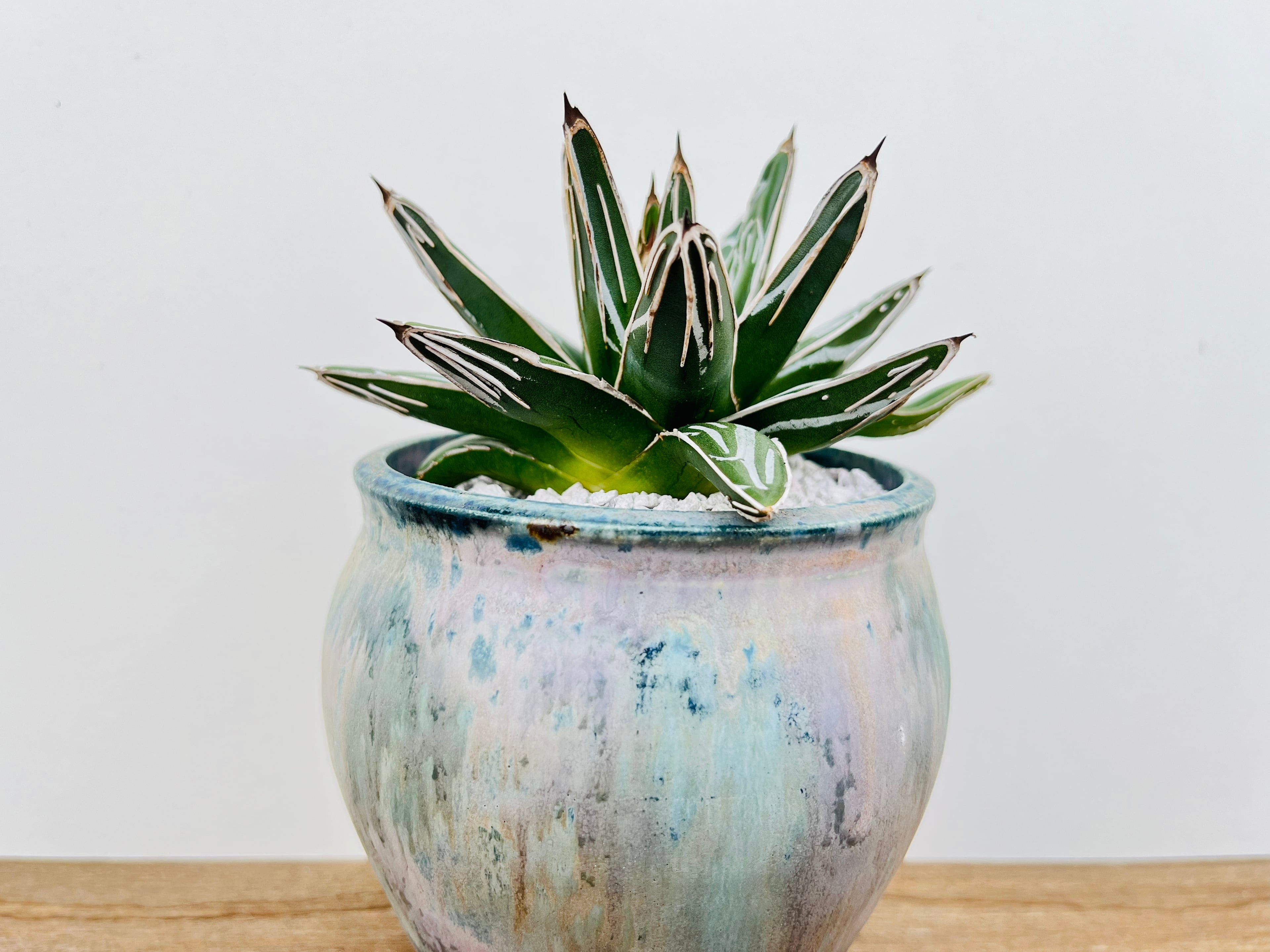 ⑨アガベ笹の雪 victoriaereginae Agave victoriae reginae アガベ 笹の雪 多肉植物 | plants MARU