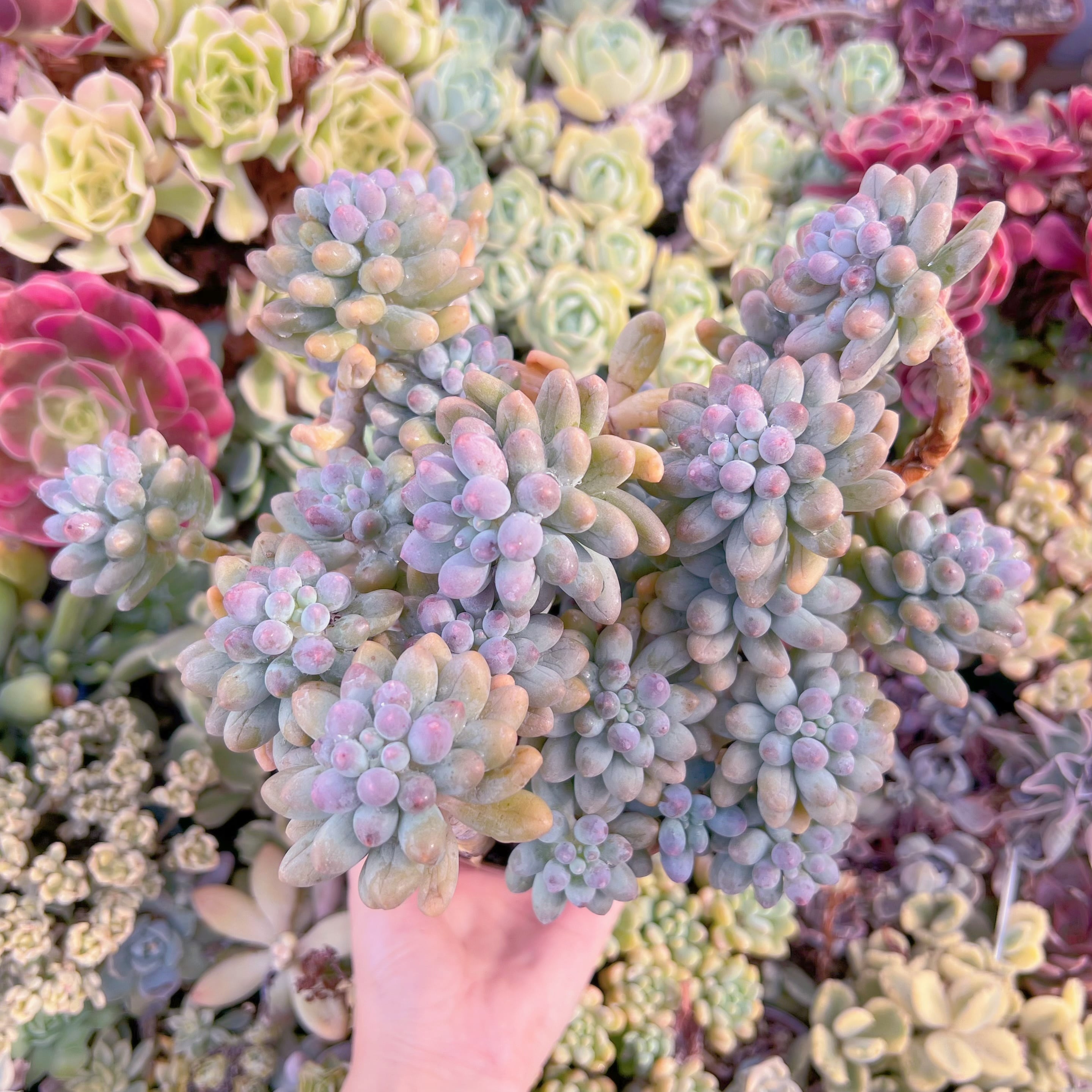 現品　ベビーフィンガー#A82　るる農園