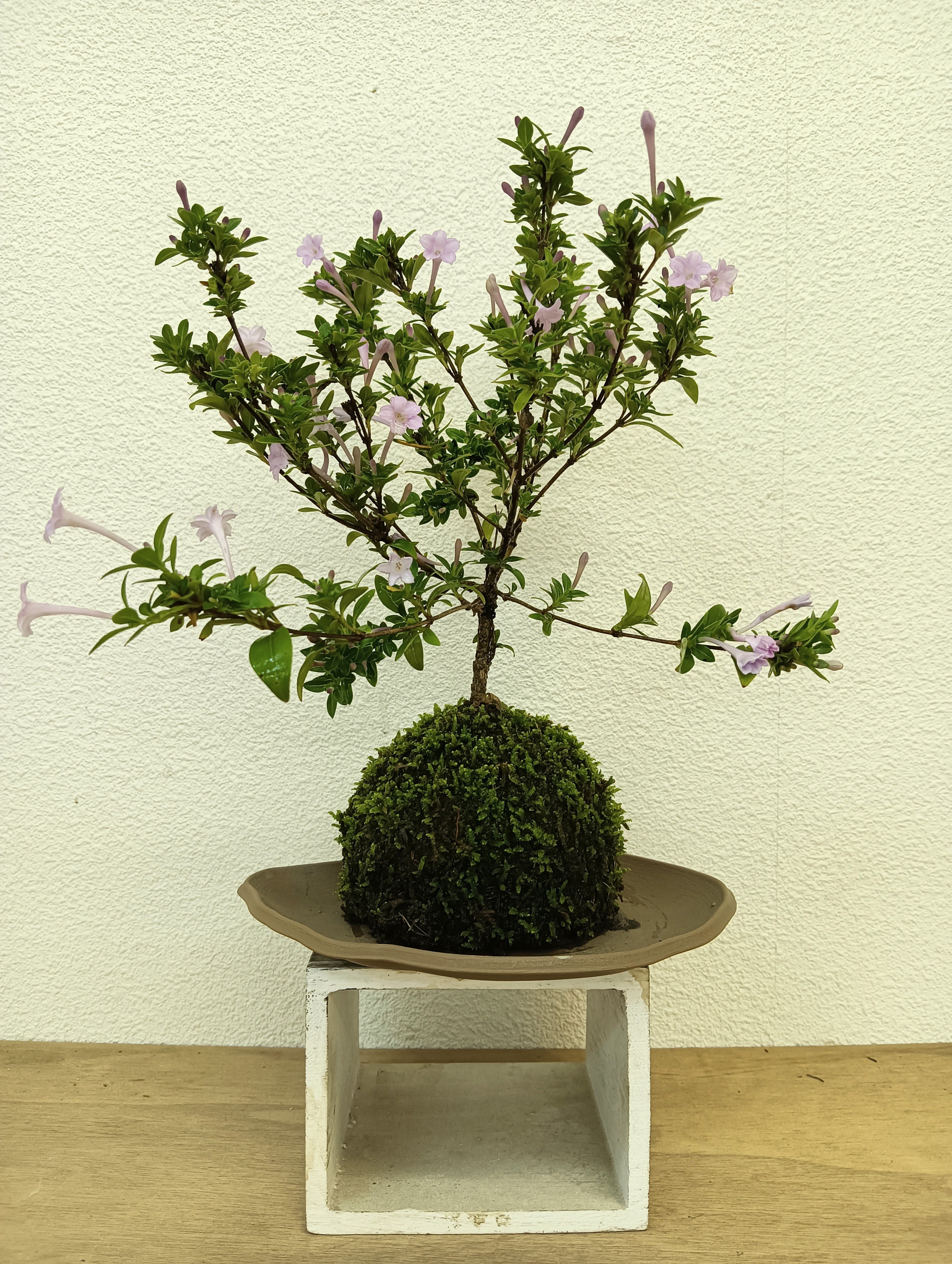 NORA spin off ノラスピンオフ ～阿賀の苔玉～ 旅する苔玉屋 苔