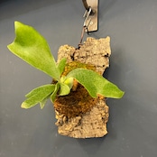 ビカクシダ Platycerium alcicorne 板付け【220】【再撮影】