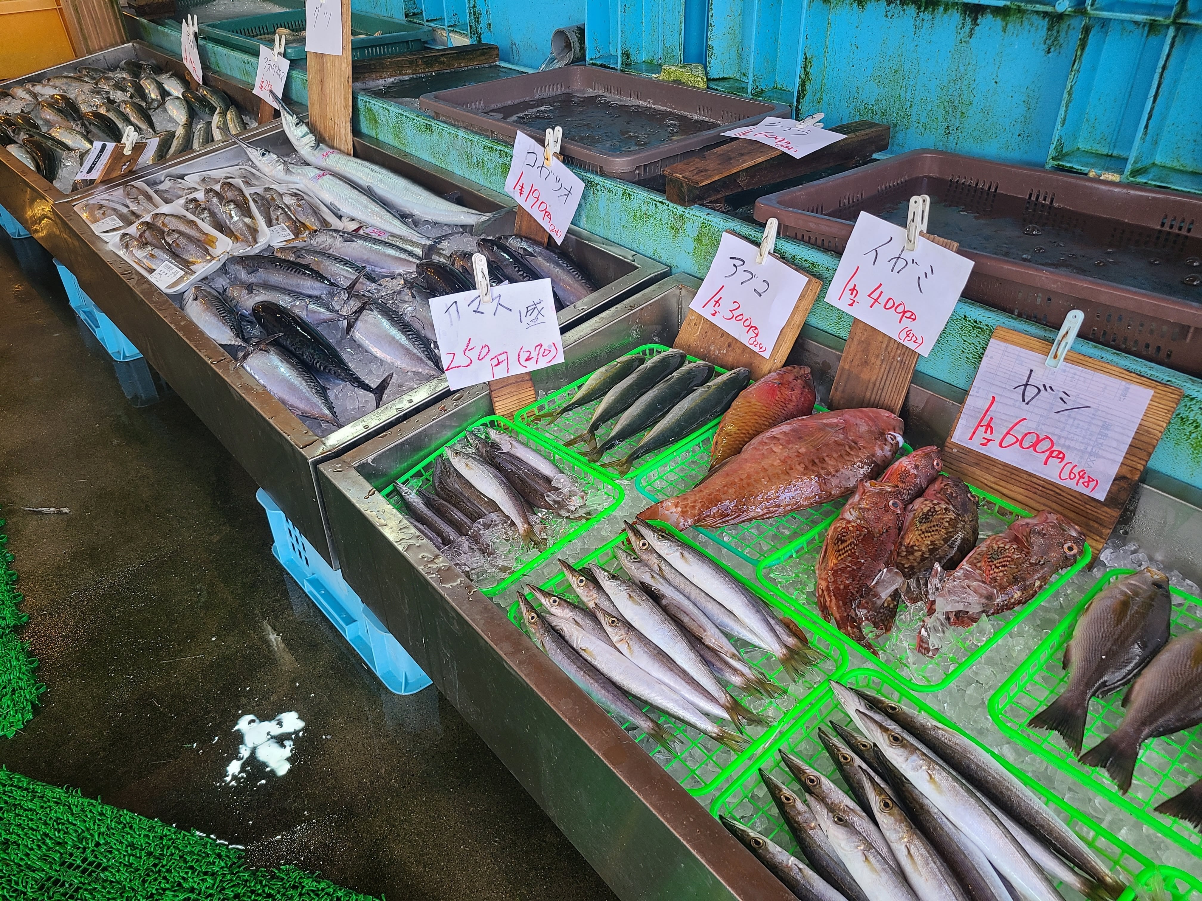 【T-1】南伊勢朝獲れ鮮魚セット