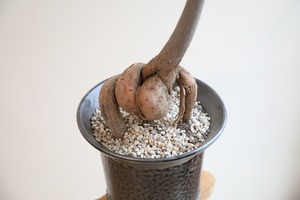 【L】ボトルツリー/Brachychiton rupestris　※陶器鉢付き