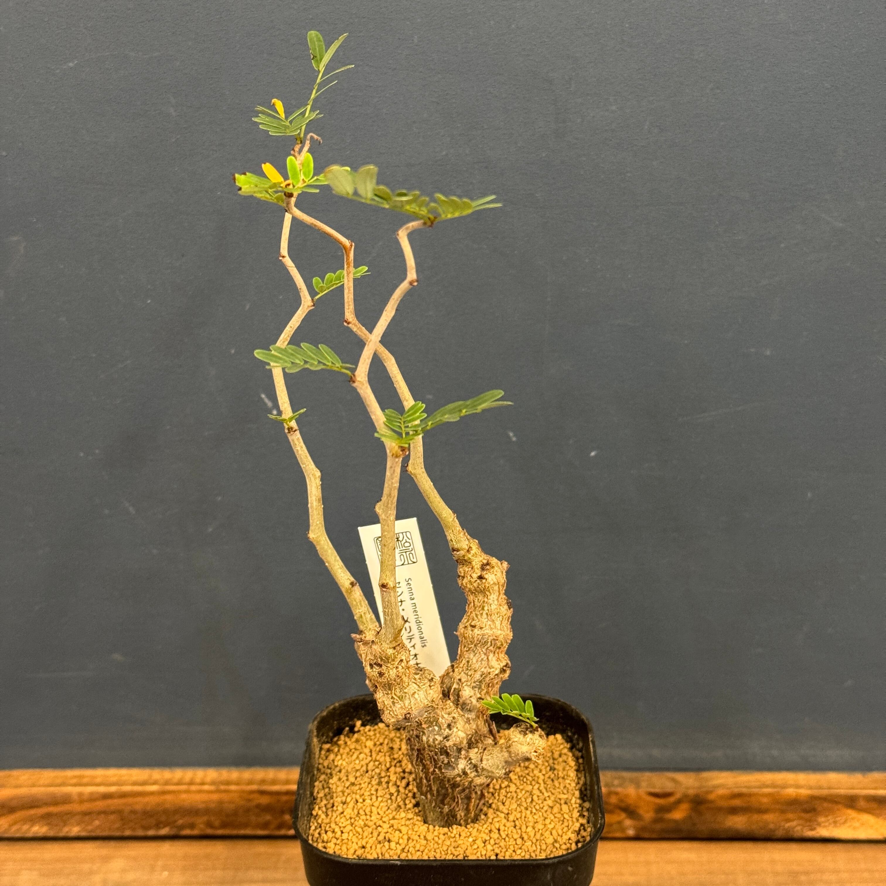 センナ メリディオナリス【213】 | PROTOLEAF プロトリーフ