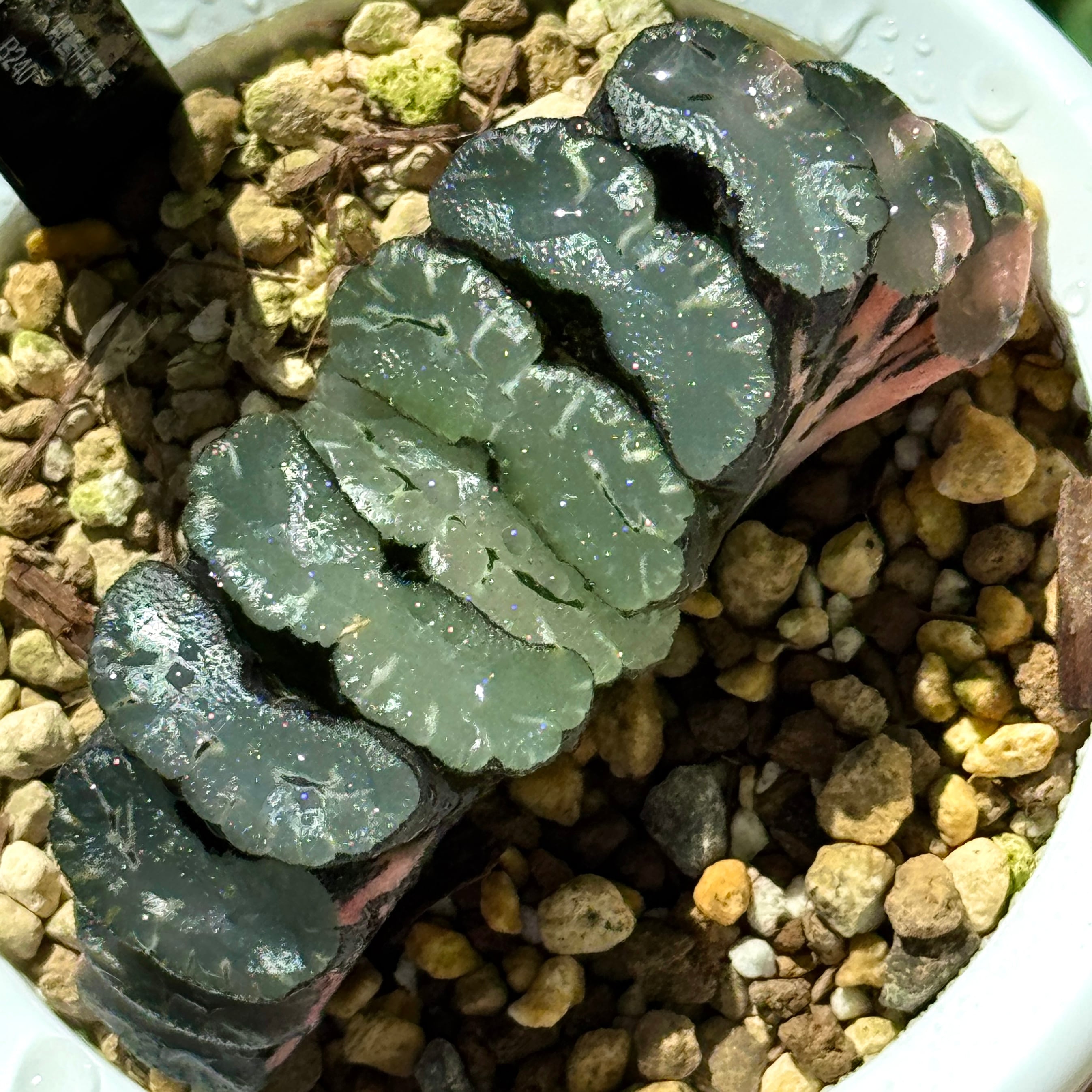 観葉植物 珍しいハオ楽園 玄武玉扇 H2036