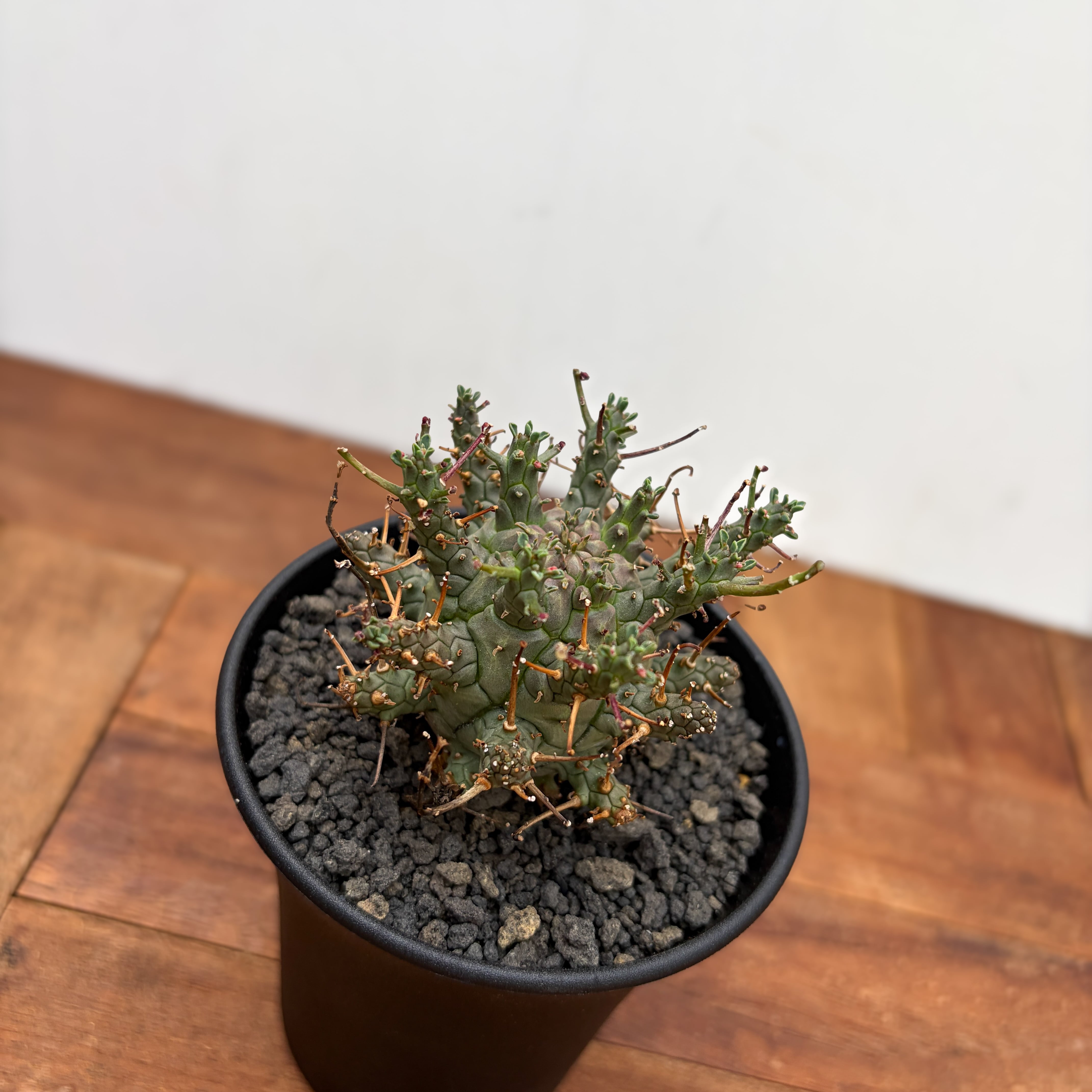 Euphorbia Decepta【ユーフォルビア・デセプタ・実生】 | RIMO'S GREEN