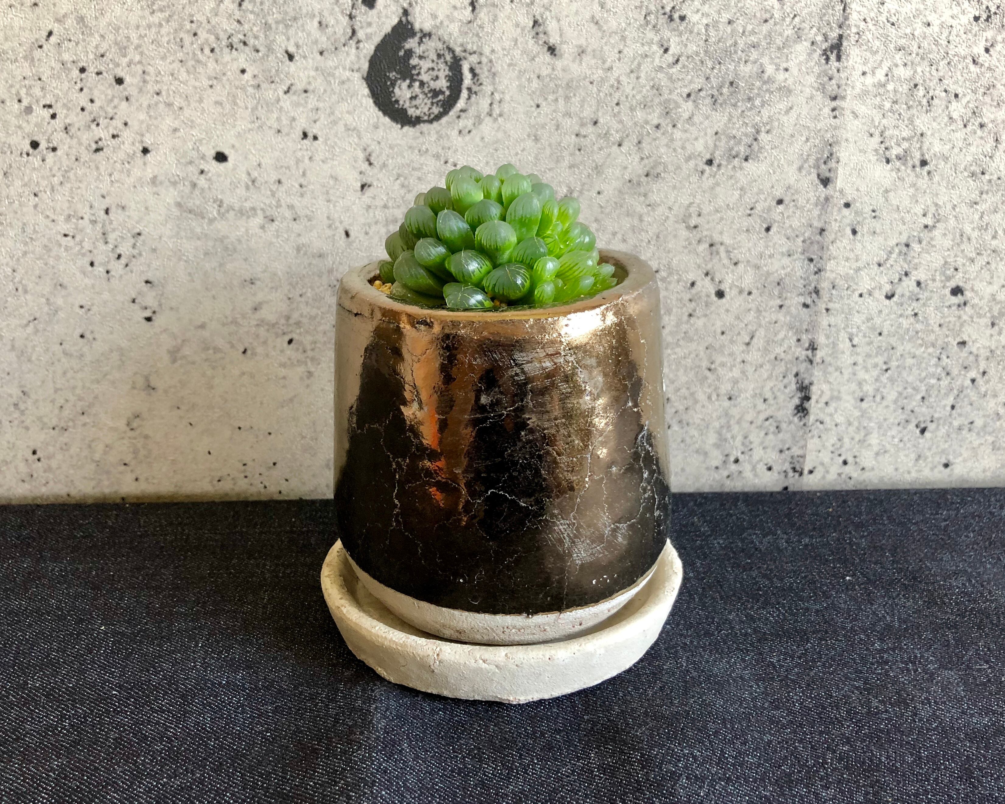 オブツーサ トゥルンカータ Planet Plants プラネットプランツ オブツーサ トゥルンカータ Planet Plants プラネットプランツ