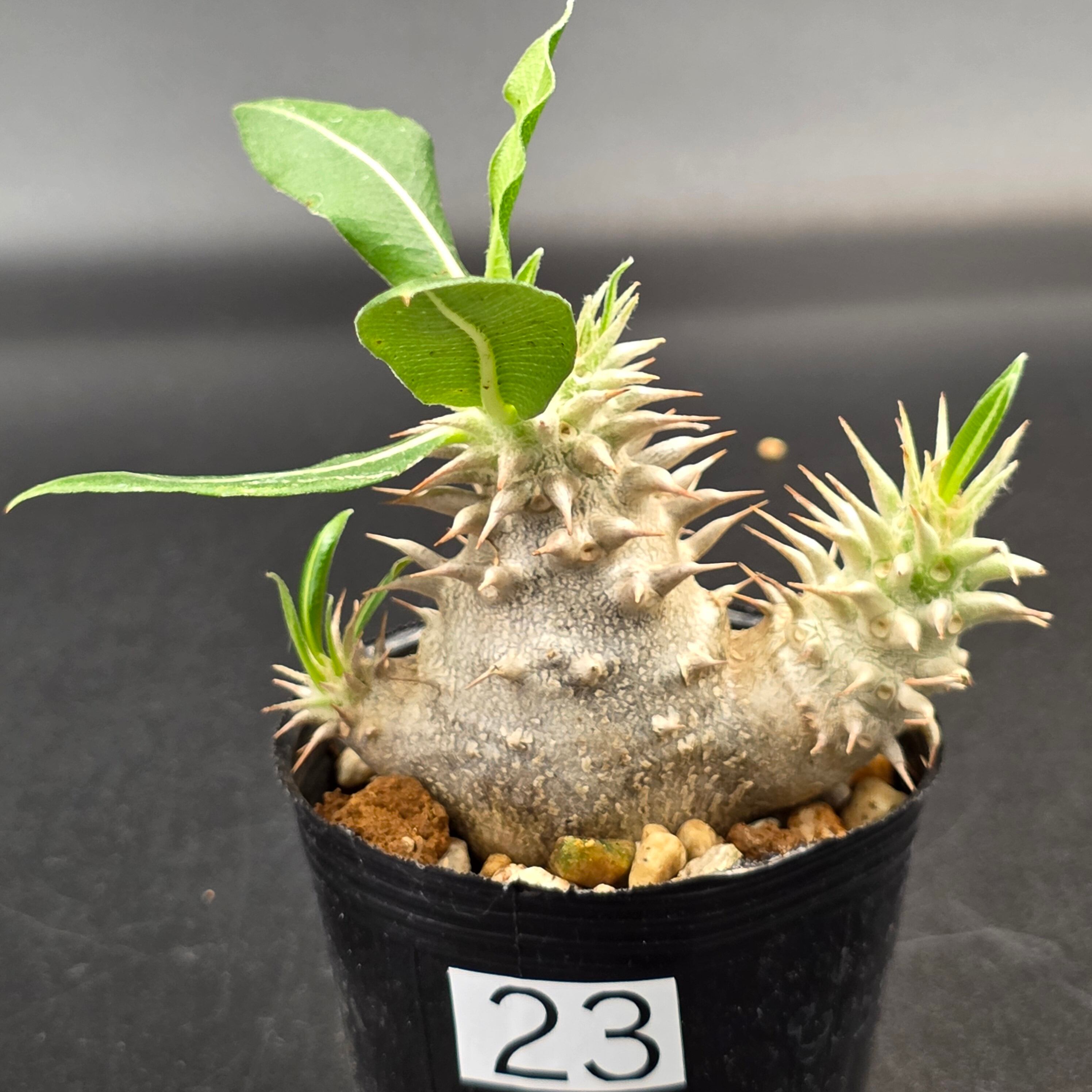 恵比寿大黒 パキポディウム デンシカウレ 実生 | BRIDGE GARDEN