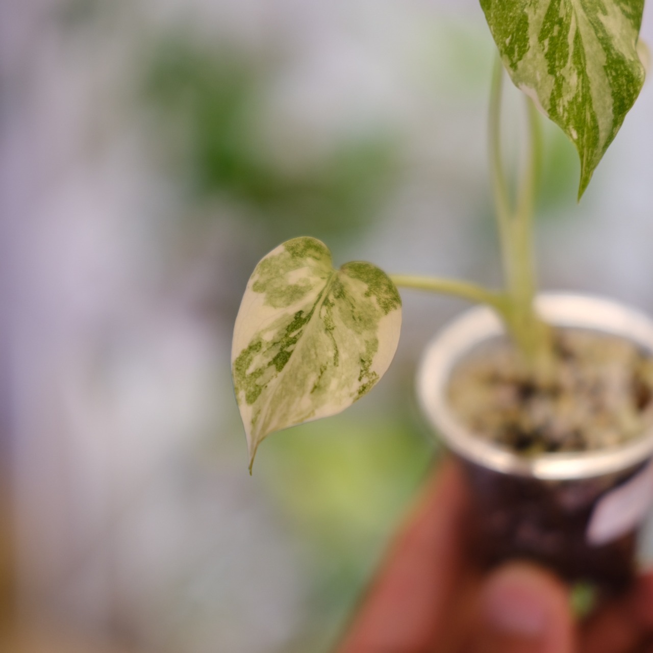 モンステラ・レガシー / Monstera deliciosa ‘Legacy④