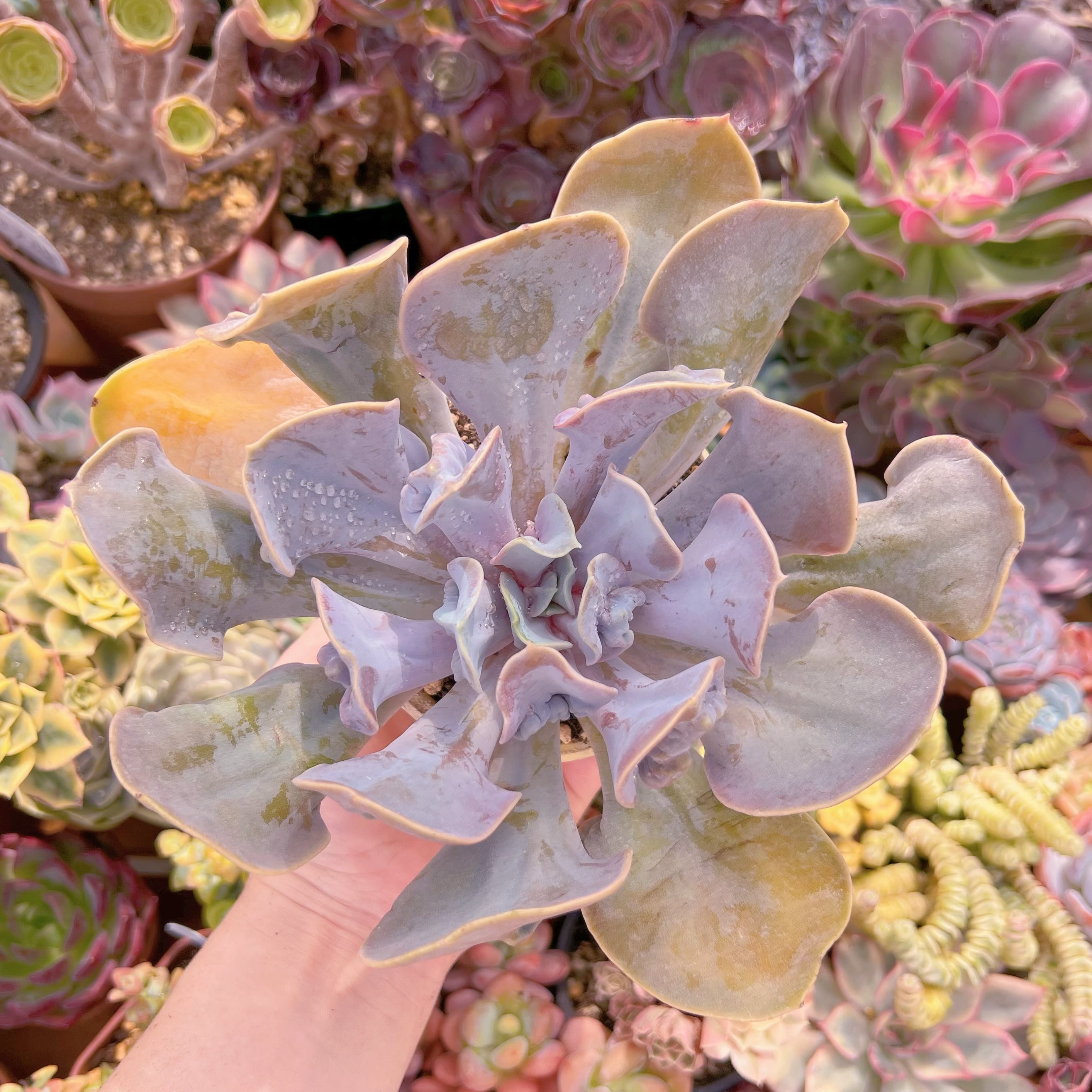 現品 ヴァルキリーエトランペット#2160 大苗 るる農園 | るる農園~多肉