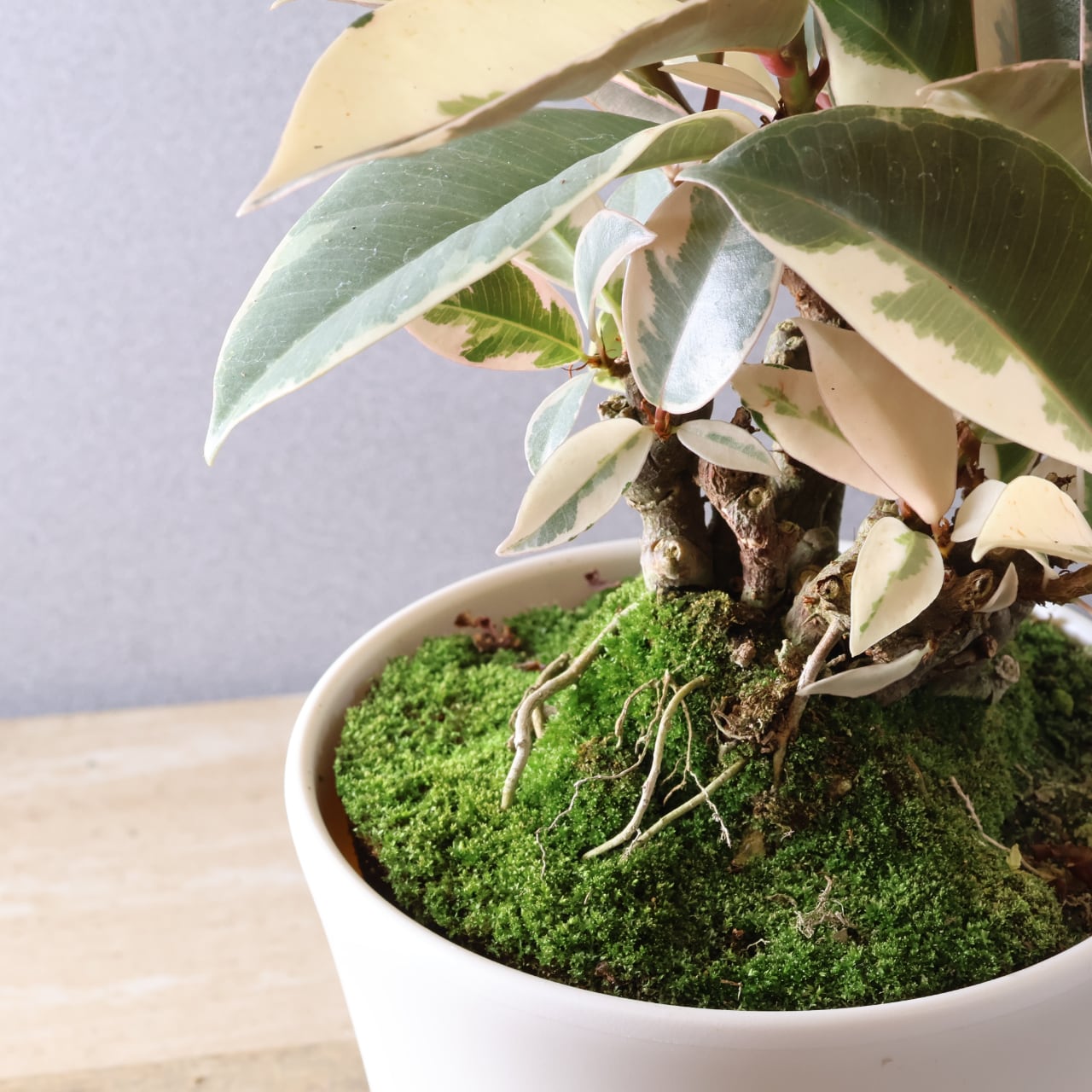 フィカス ティネケ 観葉植物 斑入り 446 美しい斑入り葉『フィカス ティネケ』観葉植物 【送料無料