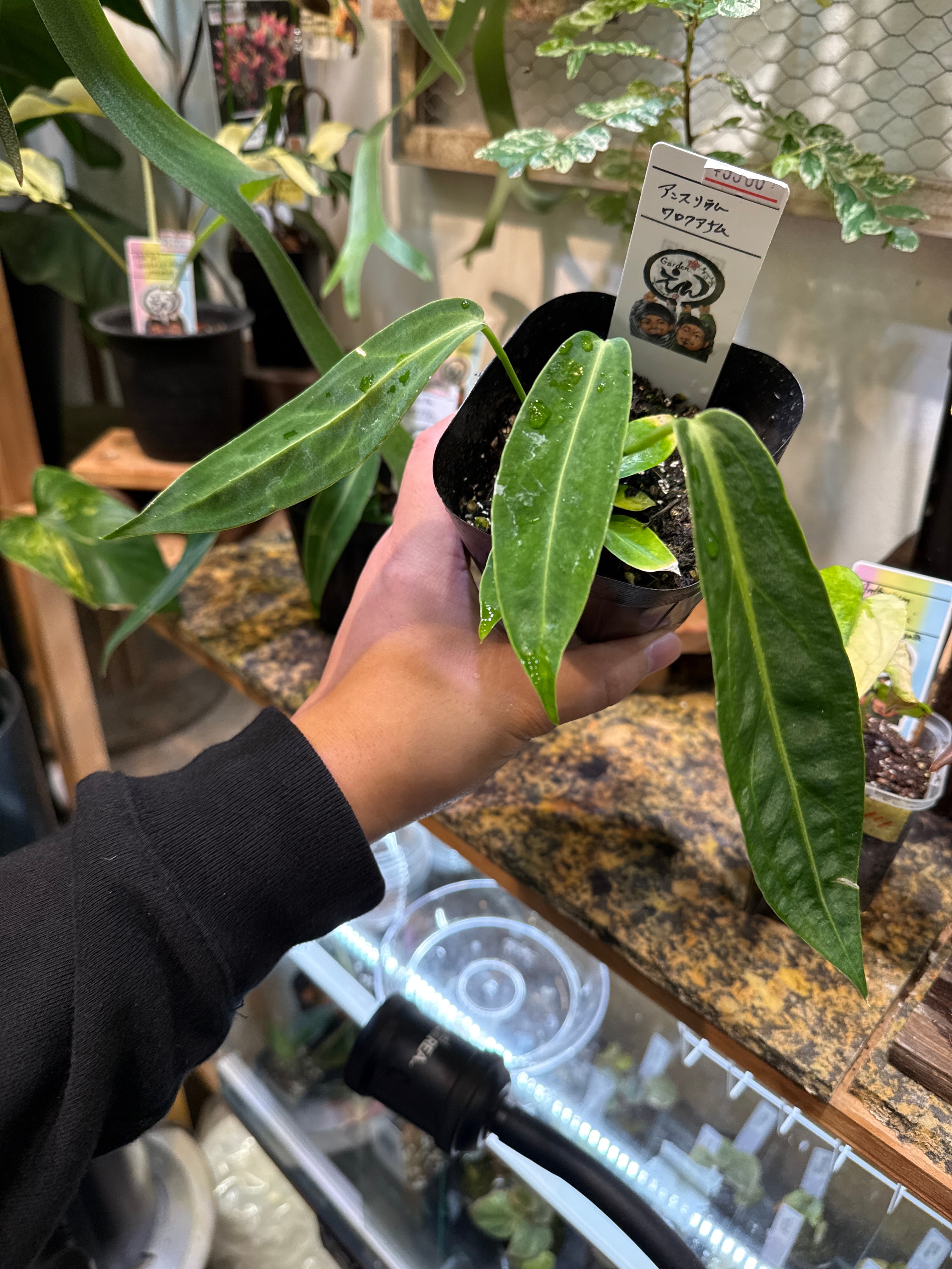 アンスリウム ワロクアーナム | Gardenえん 【観葉熱帯植物】