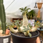 Dorstenia lavrani【ドルステニア・ラブラニー】