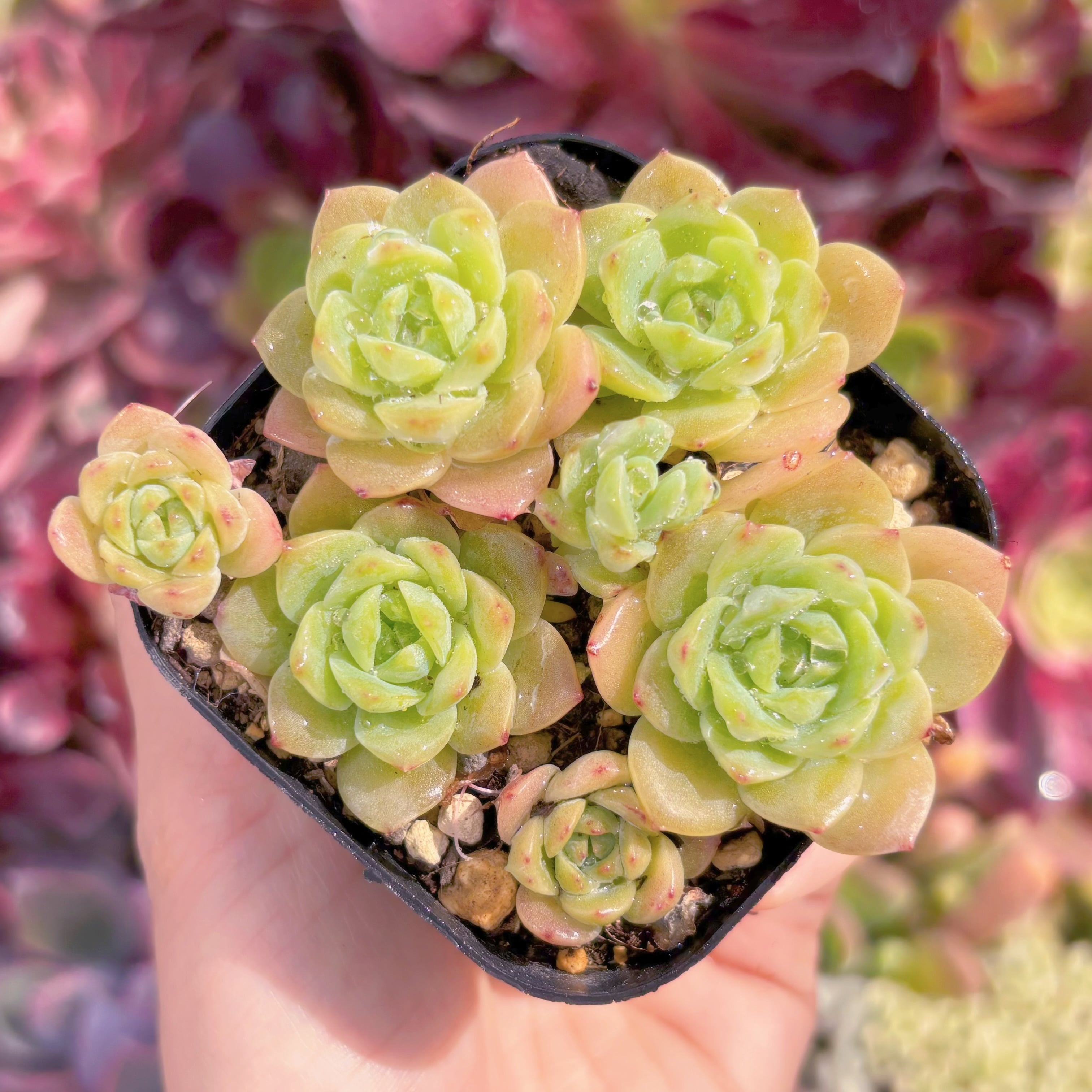 現品　マクドガリー ワイドリーフ#615　古株　るる農園