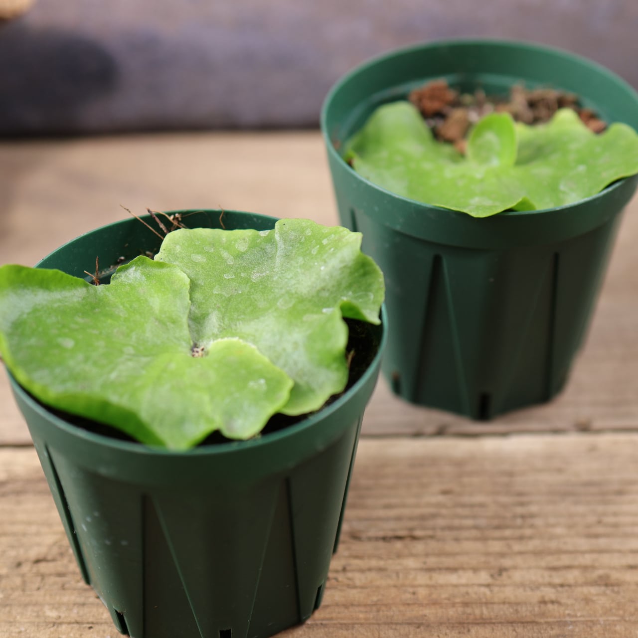 660『ビカクシダ コロナリウム』観葉植物【送料無料】 | MARX PLANTS