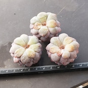 カット苗 モンロースター Echeveria 'Monroe Stars'