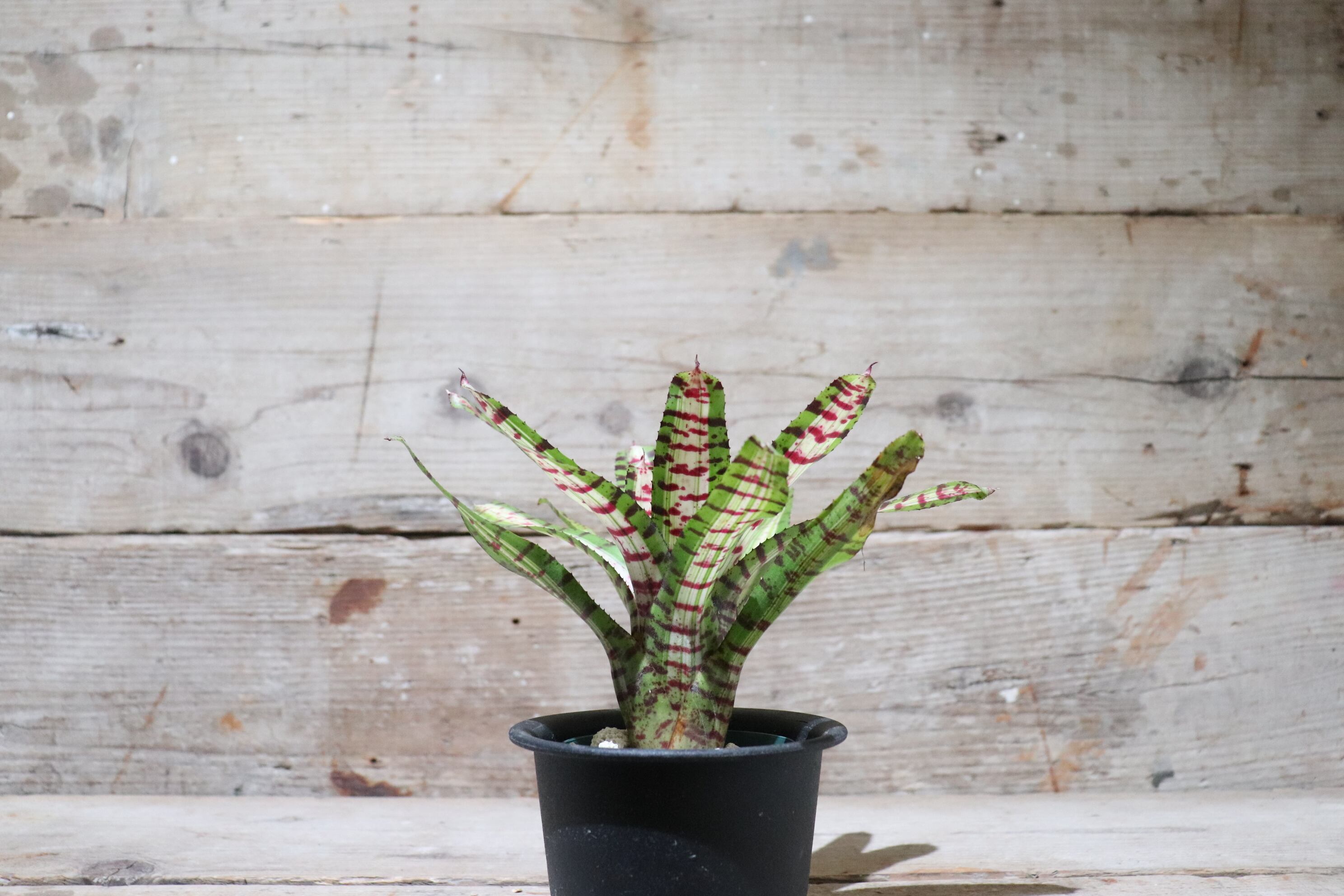 送料無料】Neoregelia 'Moondust'〔ネオレゲリア〕現品発送N0029