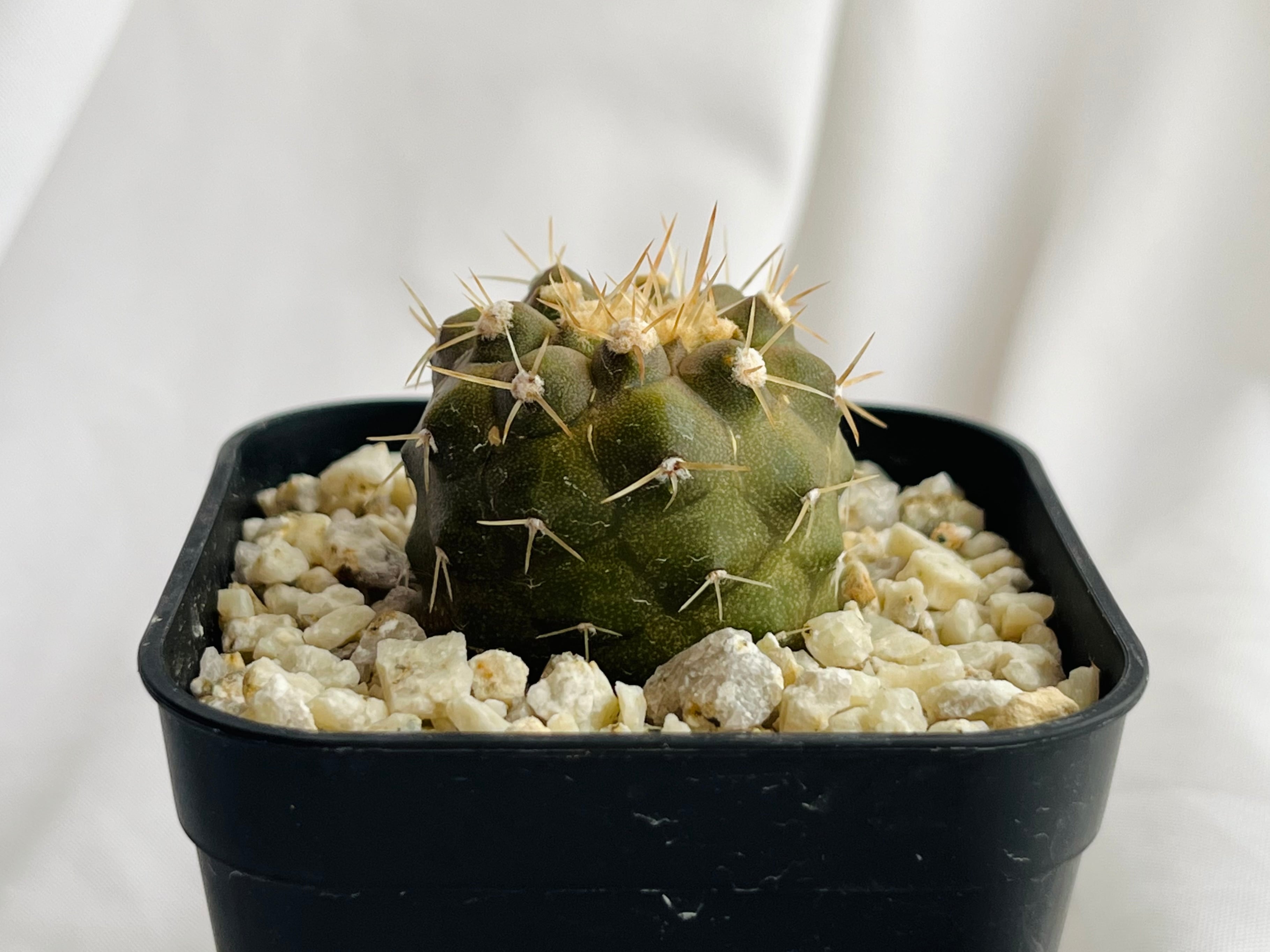 OZWRT Spirit of 怠け Copiapoa コピアポアの精霊 OZWRT Spirit of 怠け Copiapoa コピアポアの精霊