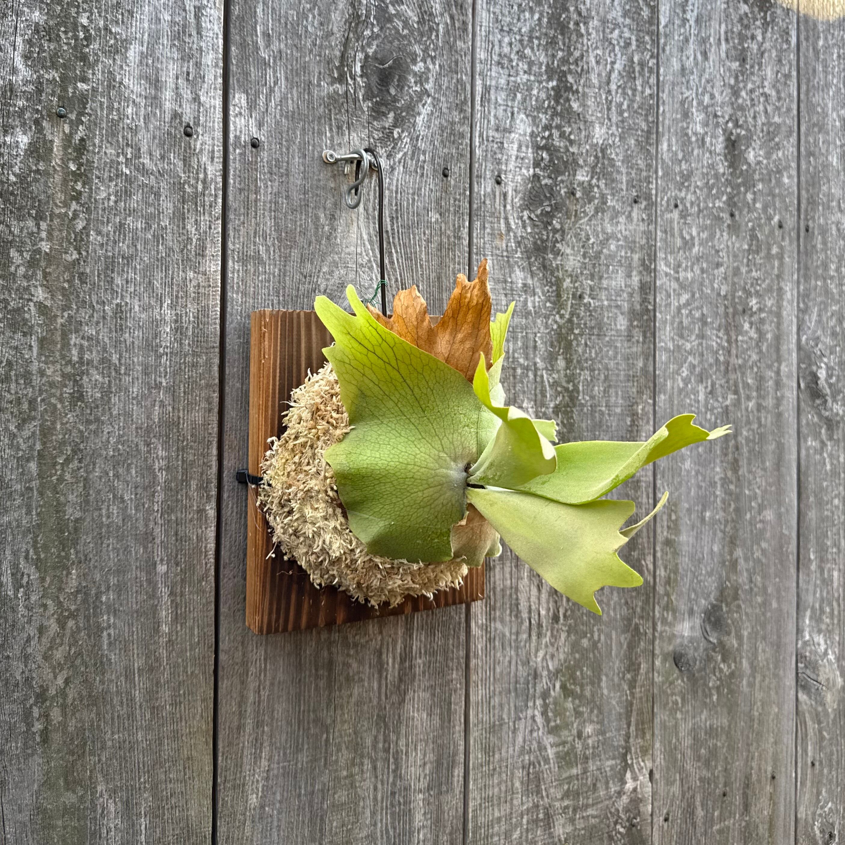 P. willinckii cv. North Star Sporeling select | naturefix