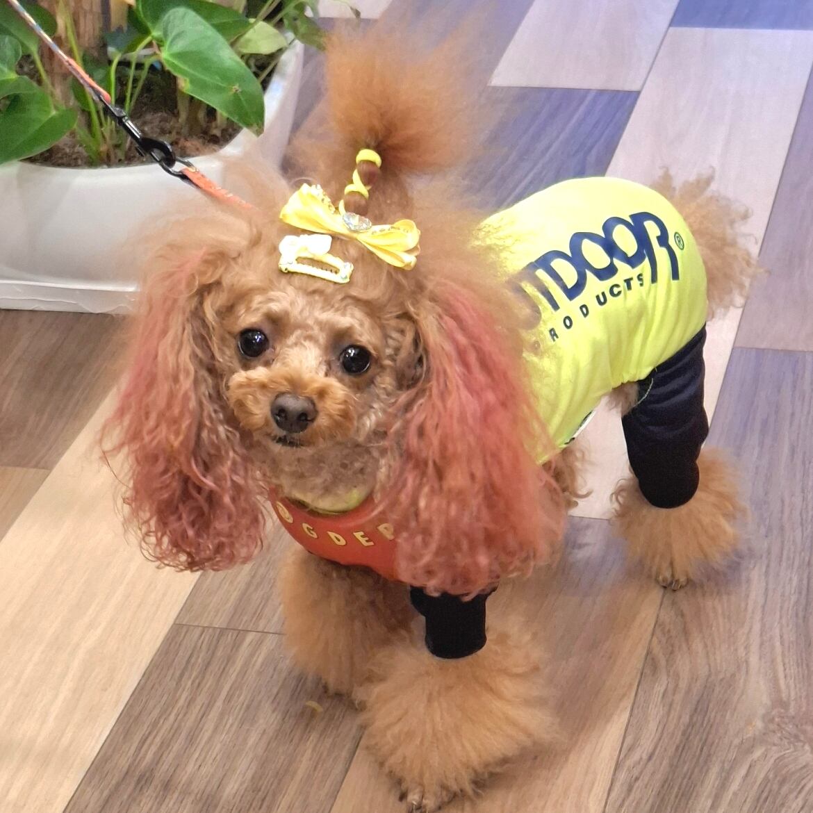 再販♡トイプードル♡ベビーヘアクリップ　ヘアゴム 再販♡トイプードル♡ベビーヘアクリップ ヘアゴム 再販♡トイプードル