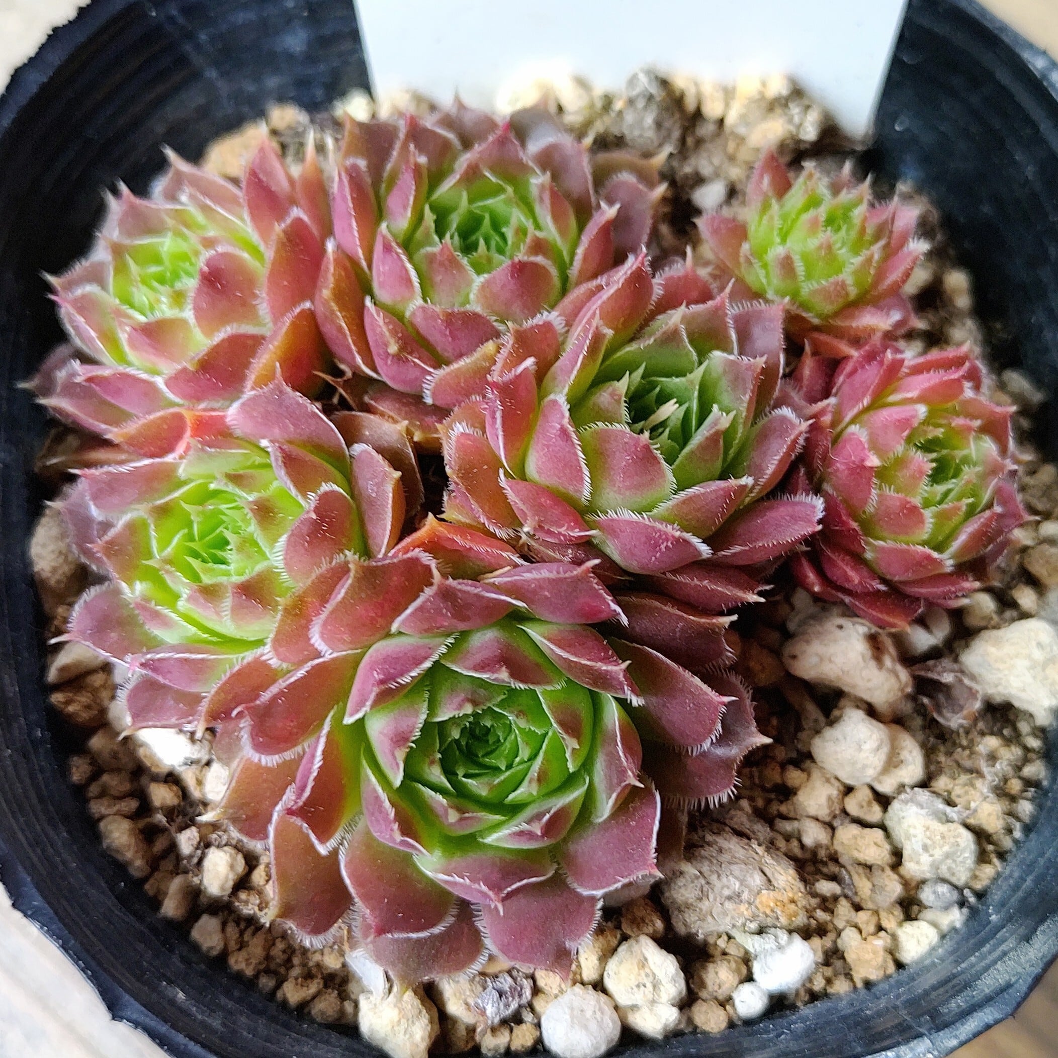 コノフィツム パゲアエ | RuPo 多肉植物専門店