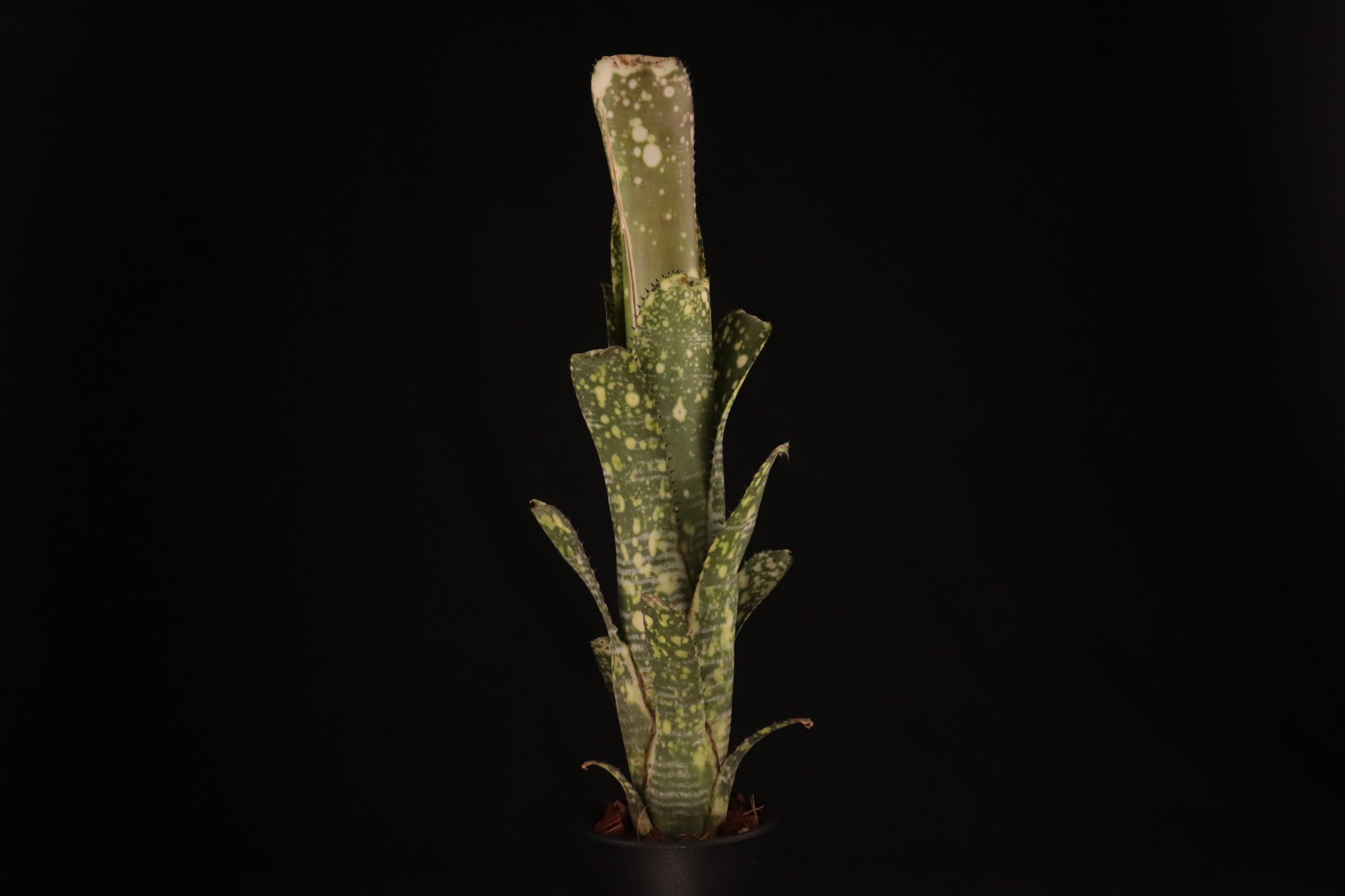 送料無料】Billbergia 'Limestone'〔ビルベルギア〕現品発送B0202