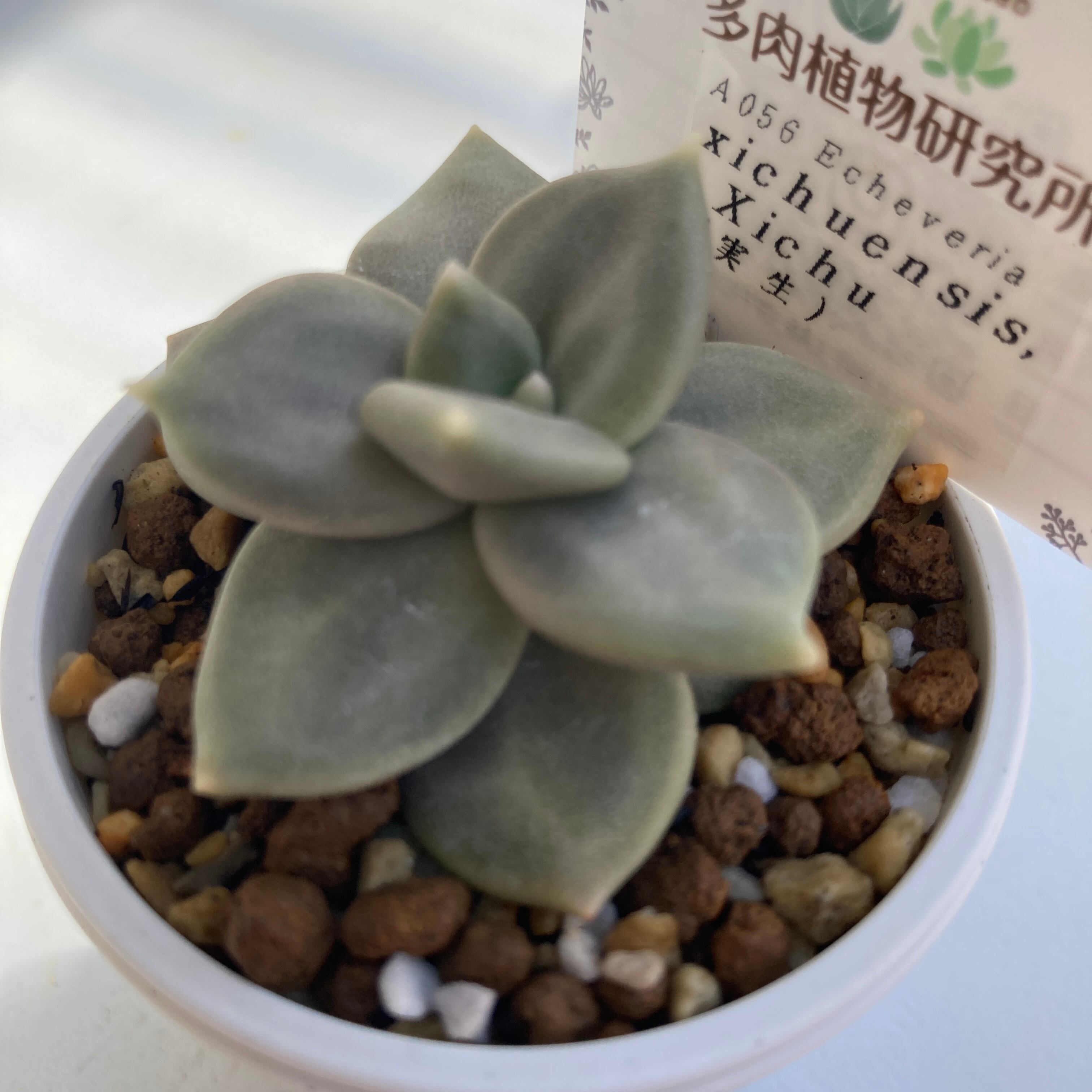 現物商品】ECHEVERIA xichuensis Xichu 原種 実生苗 | 多肉植物研究所