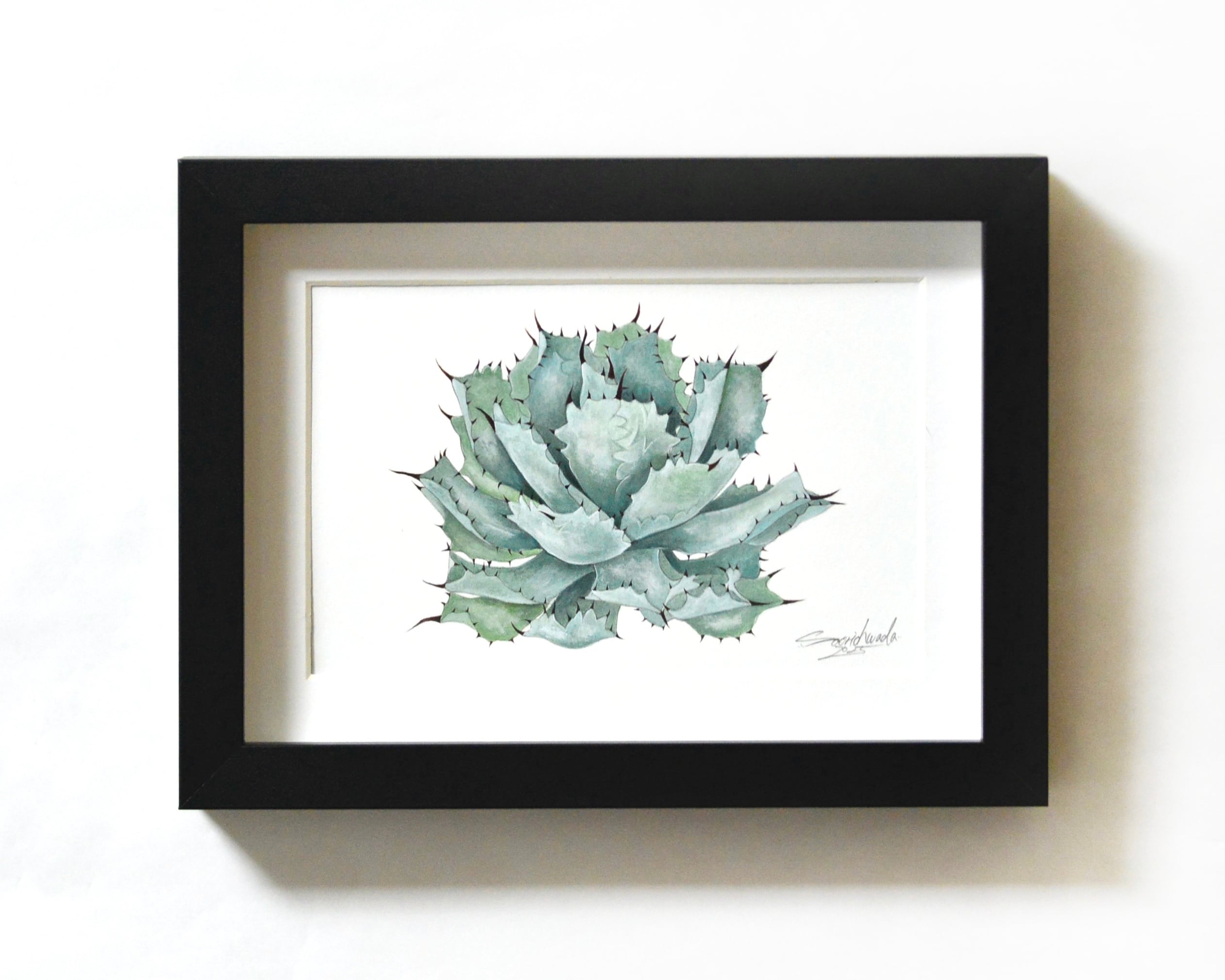 アガベ・イスメンシス 原画作品