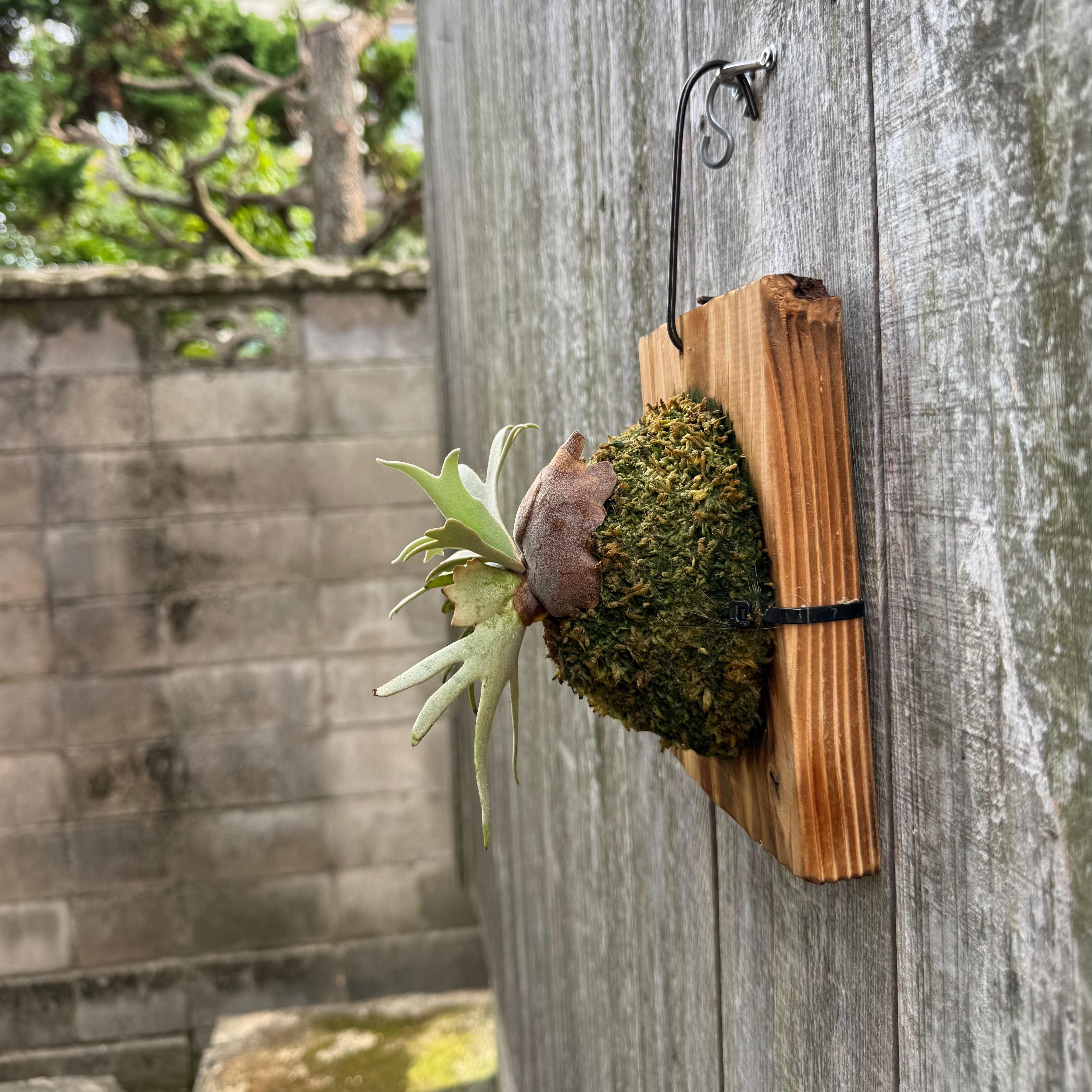 P.willinckii Totoro sporeling | naturefix