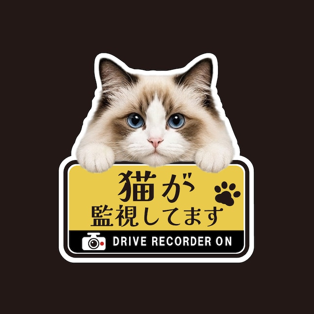 ラグドール・猫・CAT・cat・ドライブレコーダー・ドラレコステッカー・撮影中・車・ステッカー・インクジェット印刷・屋外用・猫好き・ドライブグッズ・監視しています・おもしろい・かわいい・肉球