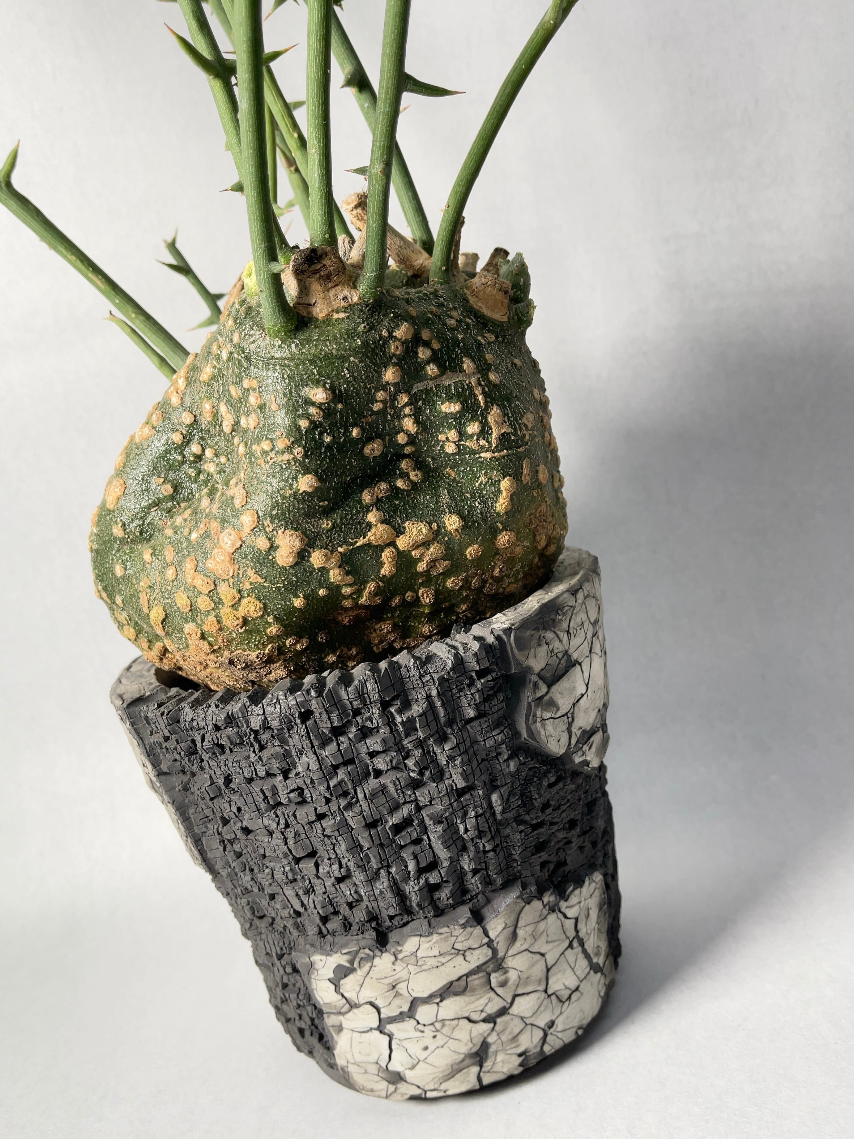 アデニア・グロボーサ | trigger