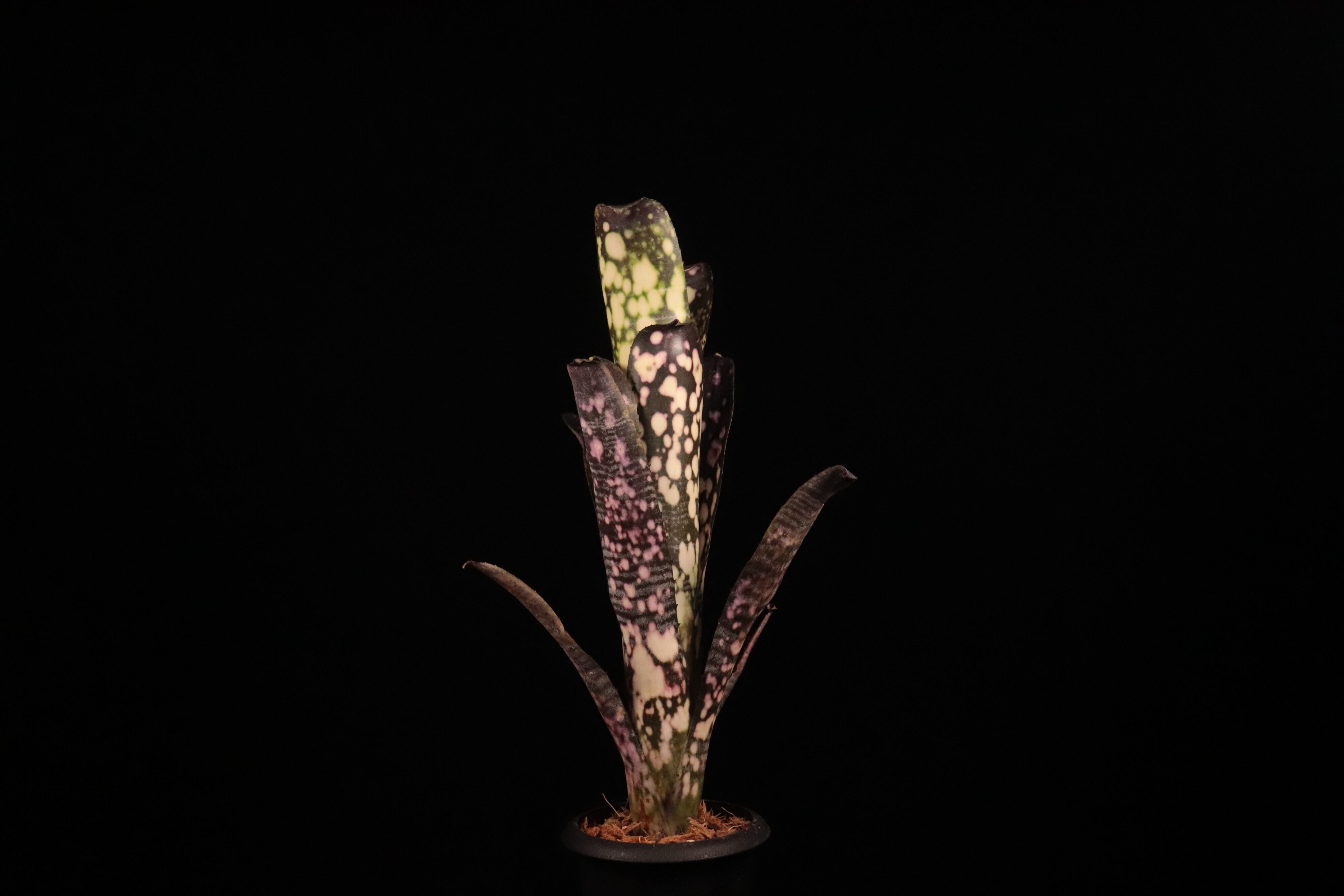 送料無料】Billbergia 'Talbot fruit cake'〔ビルベルギア〕現品発送