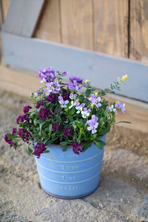 神戸べっぴんさん】ブルージャスミン2ポット | オニ通