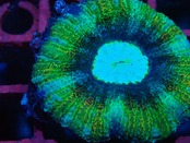 BossCollection AchanthastreaMaxima  Premium 1