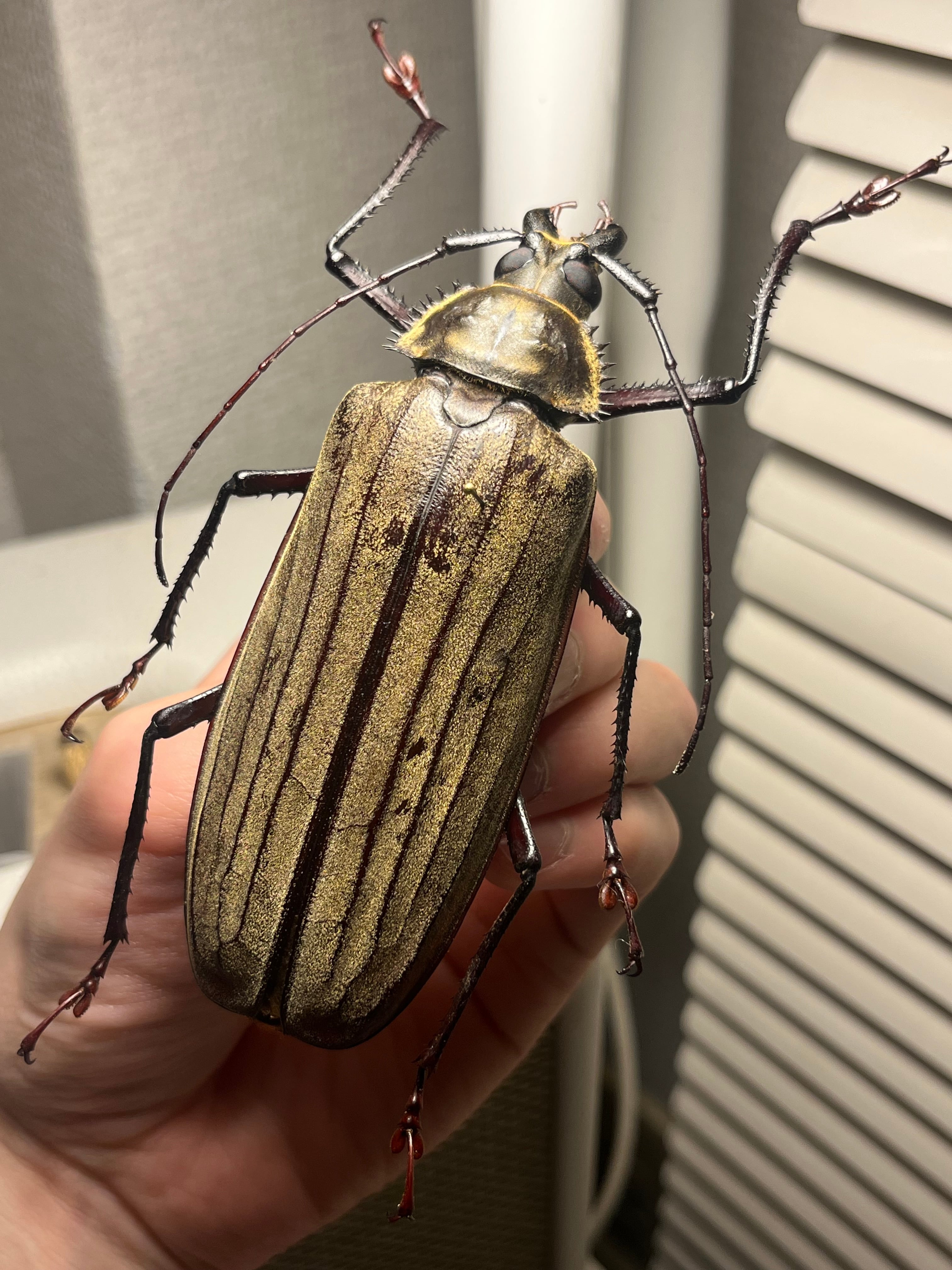 108mm♀】スジバネトゲフチオオウスバカミキリ ブルウスバカミキリ