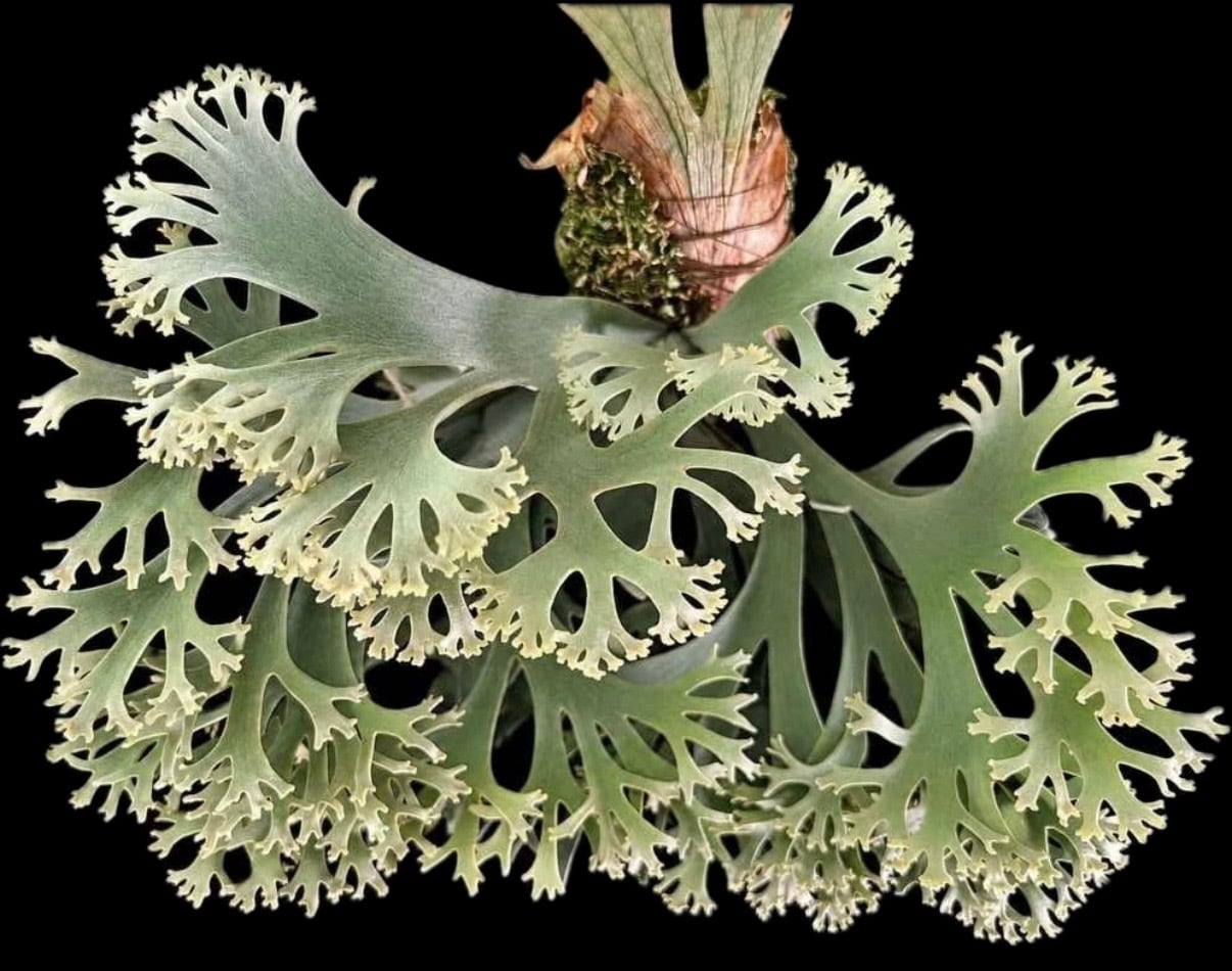 vandaka plants
