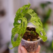 Monstera adansonii Mottled / モンステラ アダンソニー ミント㉚ / 観葉植物