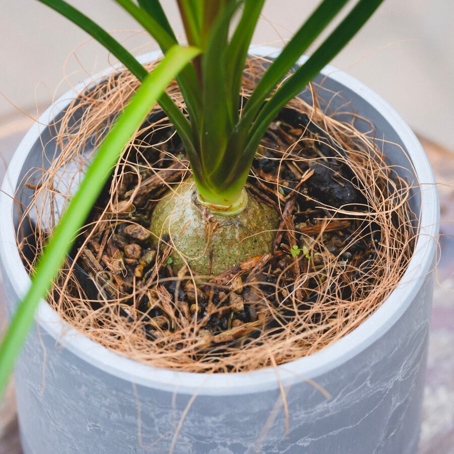 ノリナポニーテール【トックリラン】まん丸樹形綺麗❗観葉植物！高さ90！カール長い