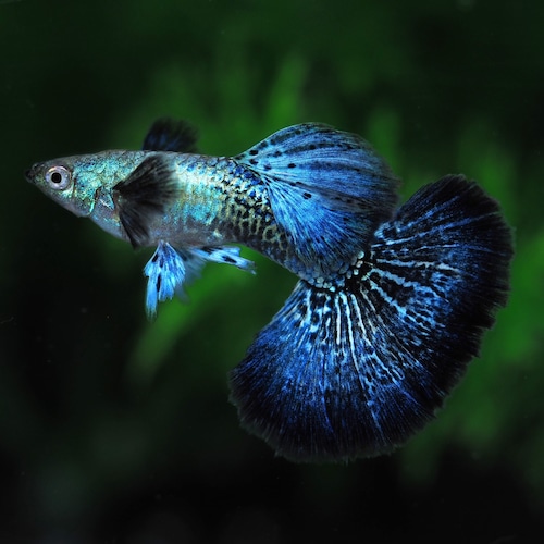 【現物】上物プラチナブルードラゴン　1ペア＋おまけ1ペア(No.2)