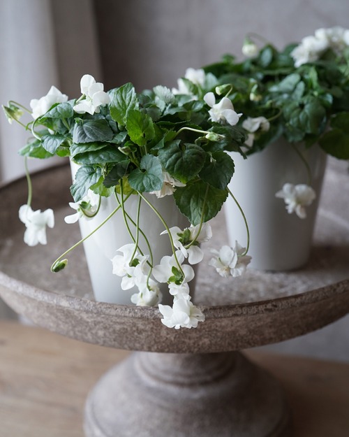 大ボリューム！　八重咲きニオイスミレ　スワンリーホワイト 　3.5号