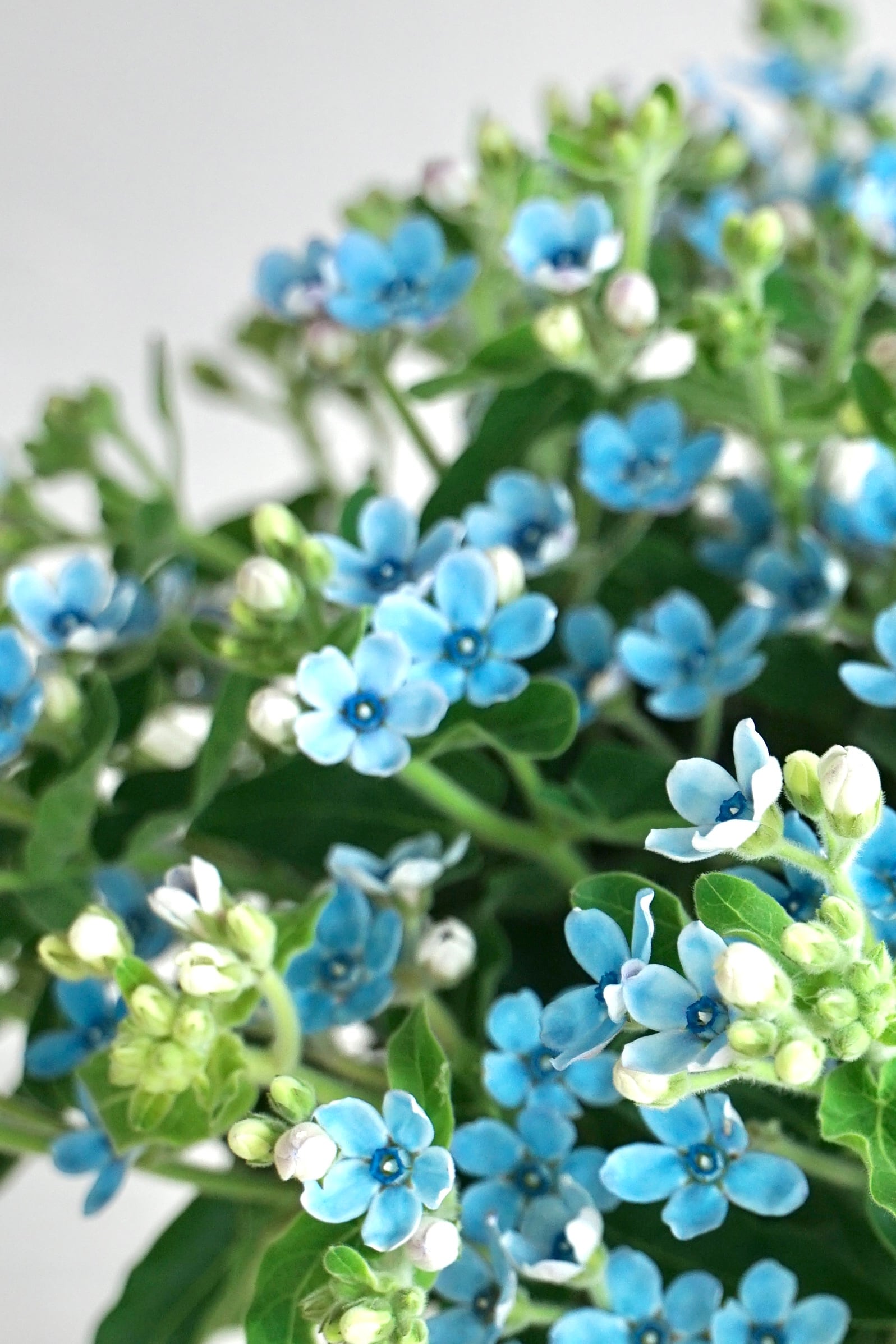 blue star bouquet/ブルースターブーケ 花束 | tomoni flower