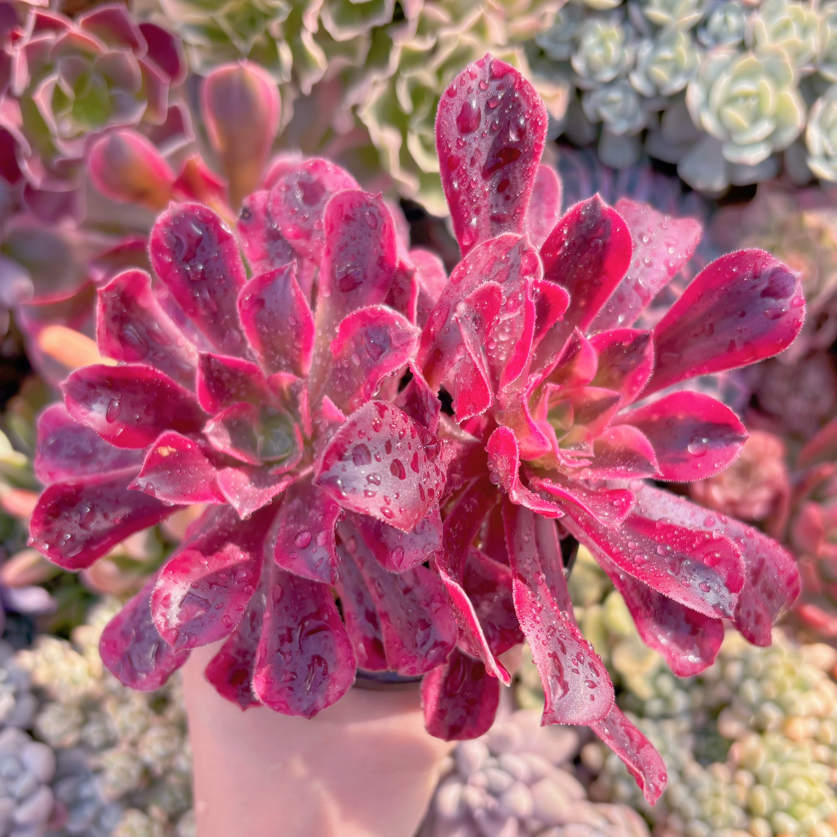 現品　メデューサ#534　るる農園