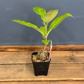 【クリアランス】アントルリザ bracteosa【681】