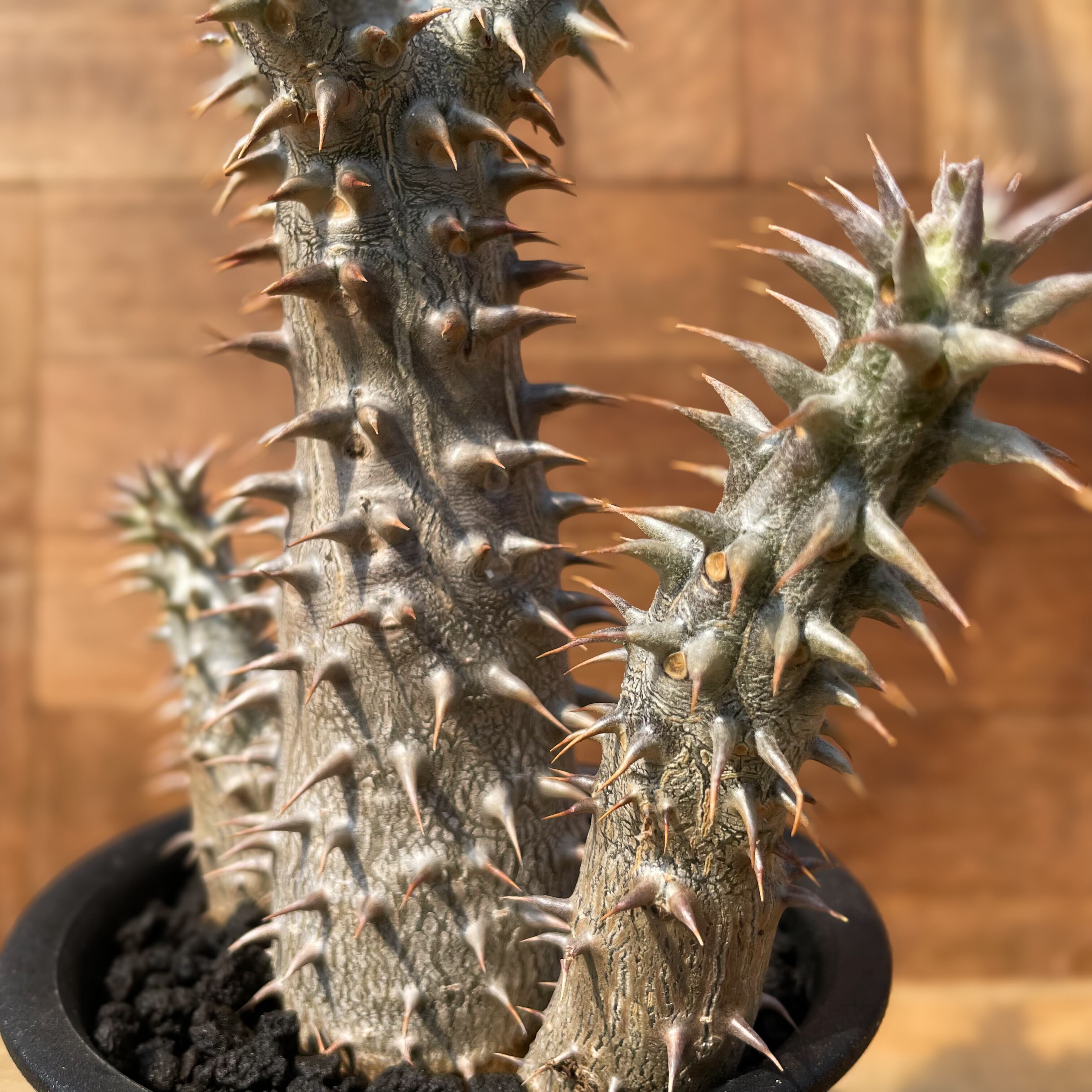 パキポディウム　デンシフローラム　実生　大株 パキポディウム・デンシフローラム 大株 | Plants by THE CORE