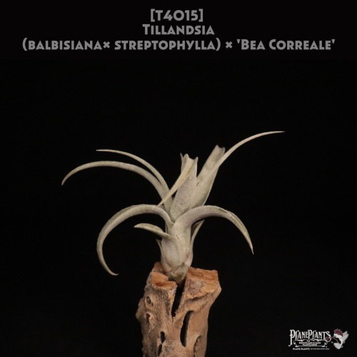 【reserved】(balbisiana x streptophylla) × 'Bea Correale' 〔エアプランツ〕現品発送T4015