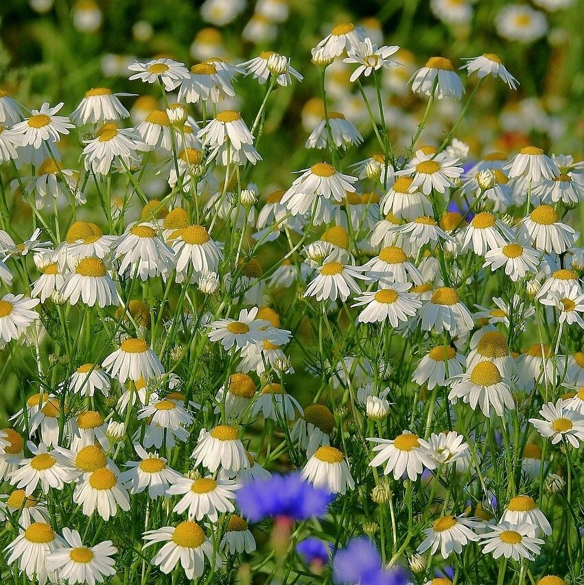 WOTE カモミール(ブルー) 5ml カモミール(ブルー)精油 - 5ml | haku 伯井由紀が提供するアロマ