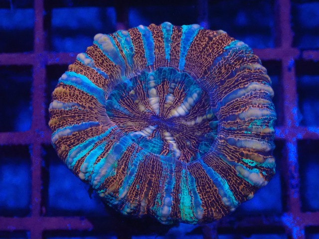 WA Scolymia (WestAustralia) 2