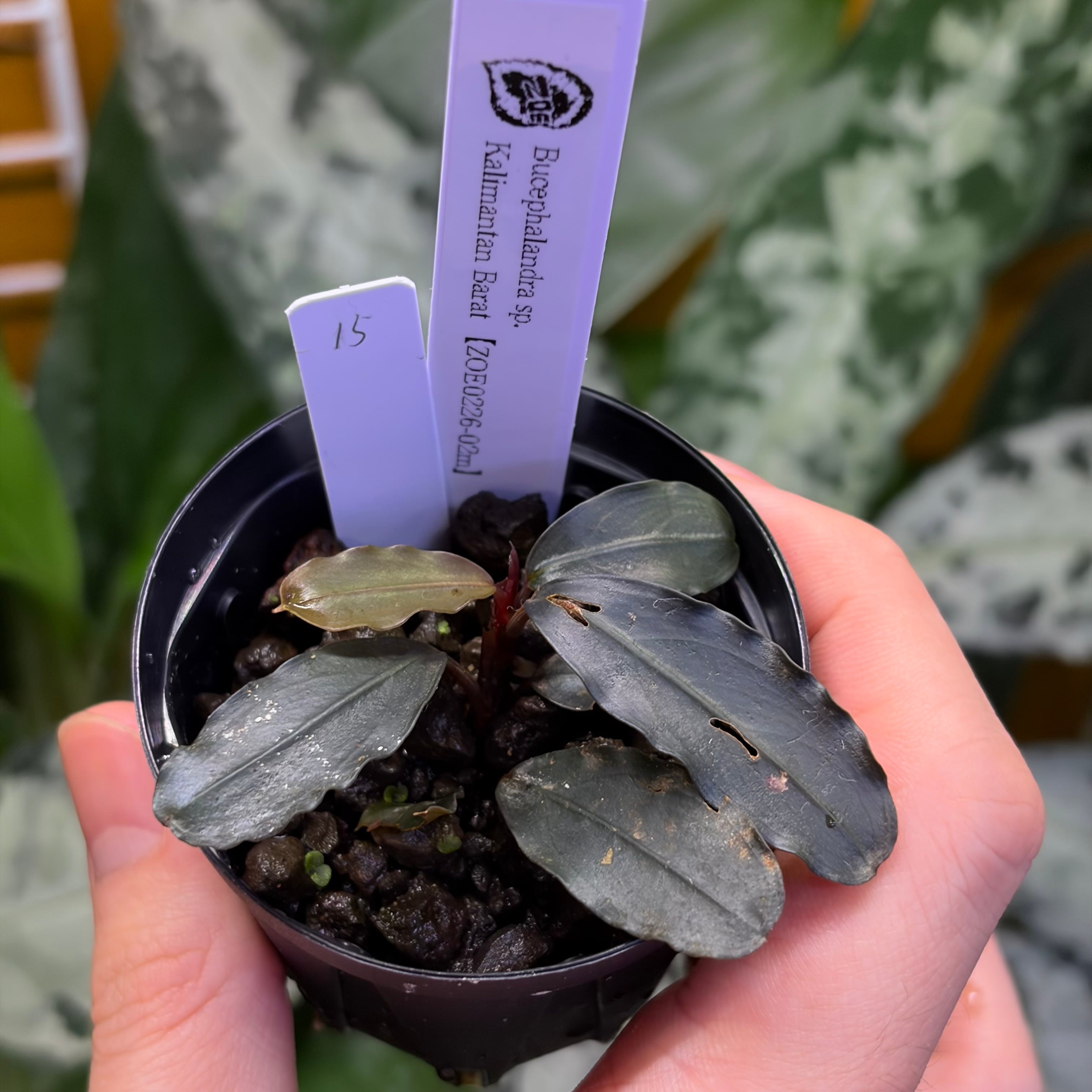 輸入株 | 熱帯雨林植物専門店 トイ吉園芸