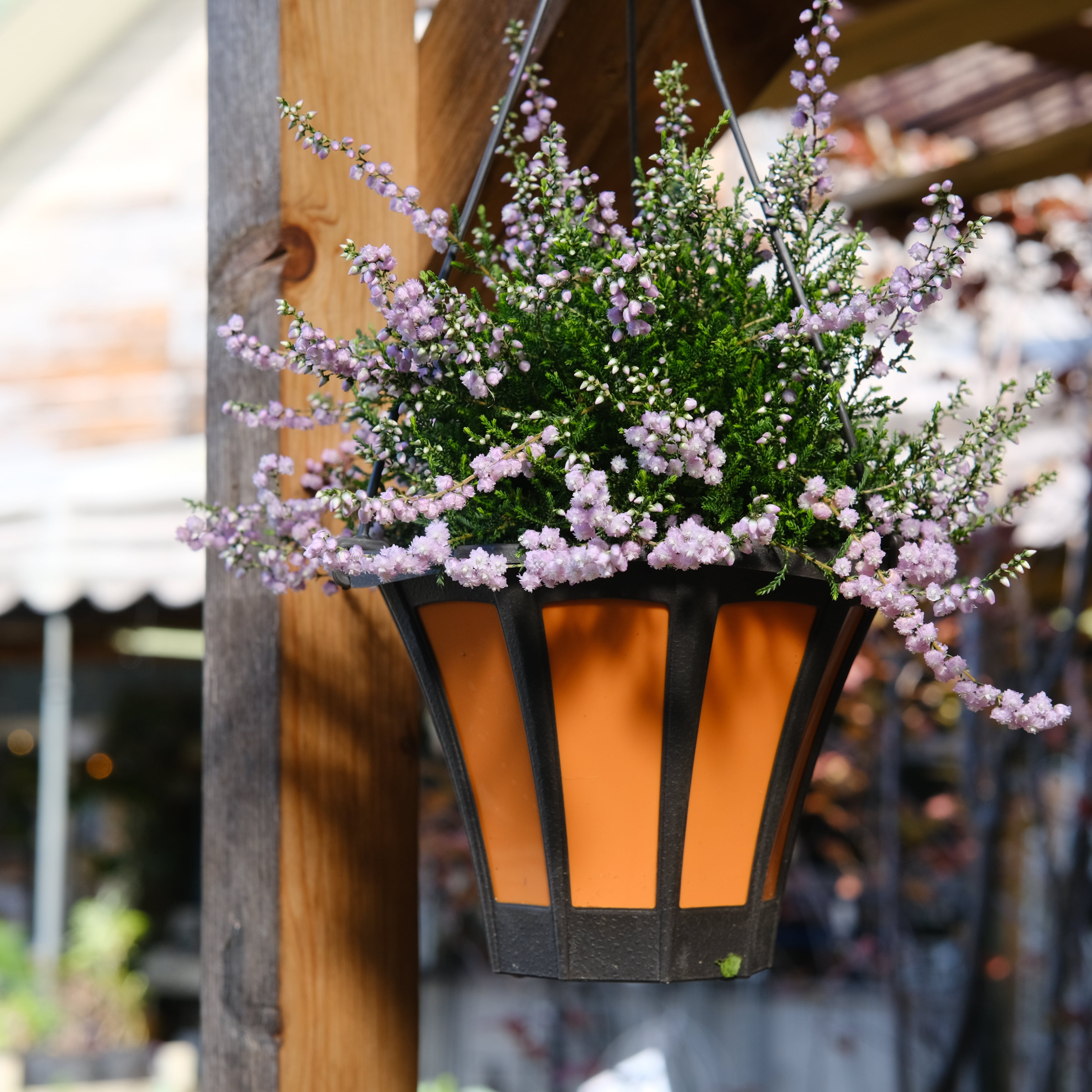 カルーナ《 ブルガリス 八重ピンク 》5号鉢 | グリーンギャラリー